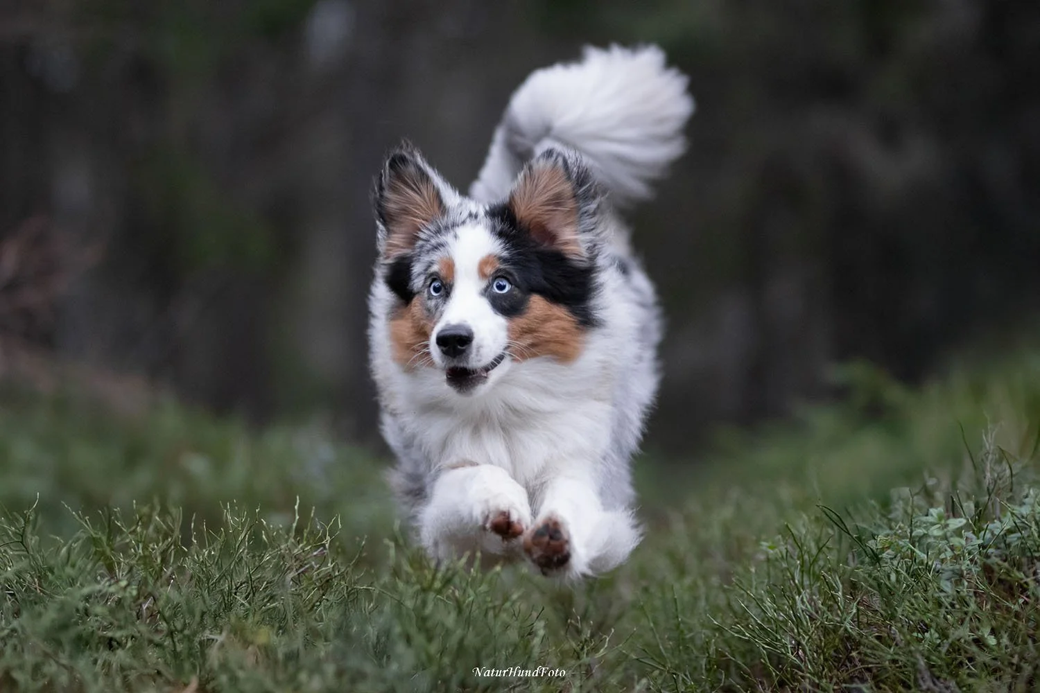 djurfotograf husdjursfotografering husdjursfotograf djurfotografering djurporträtt Stockholm Uppsala