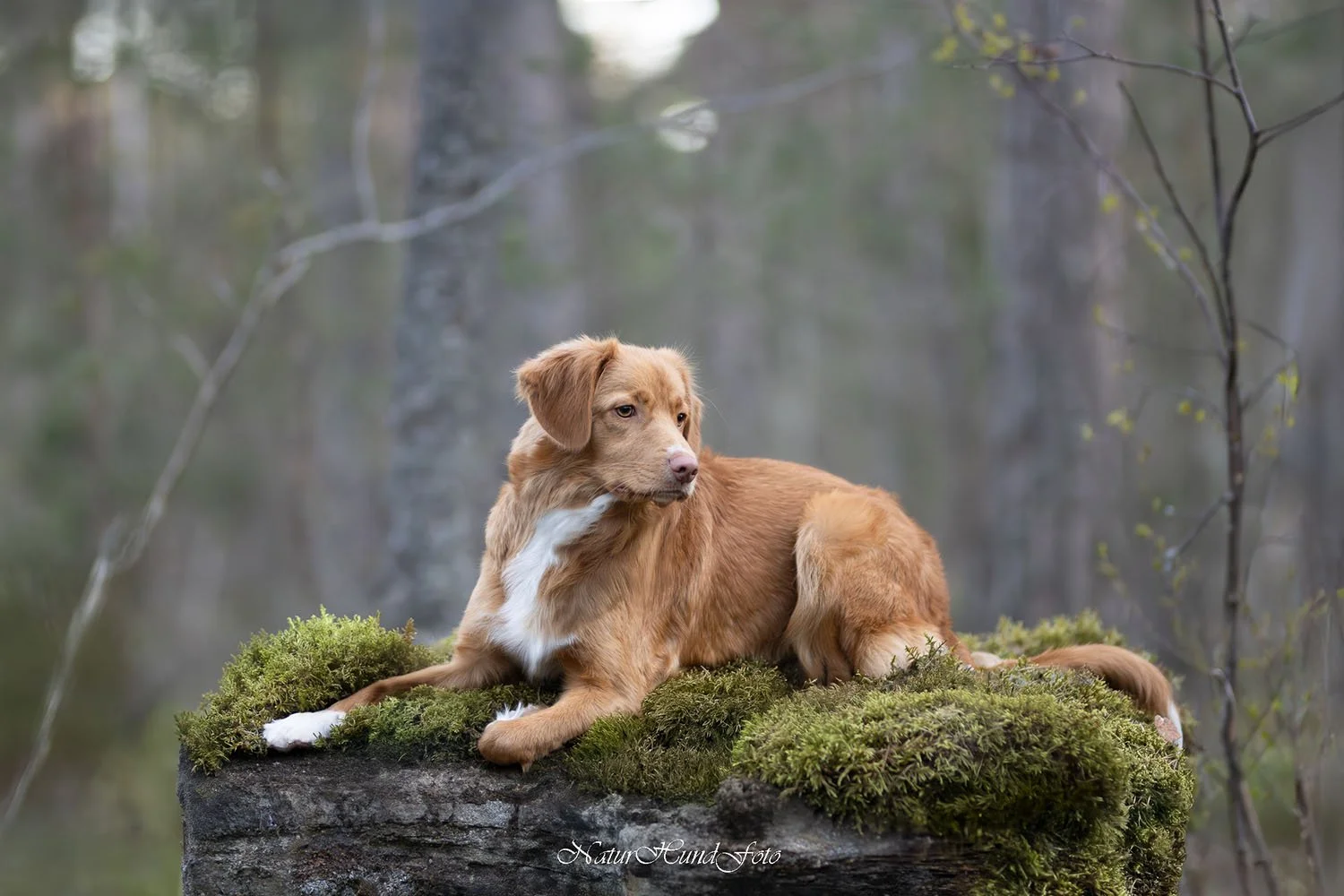 hundfotograf stockholm hundporträtt