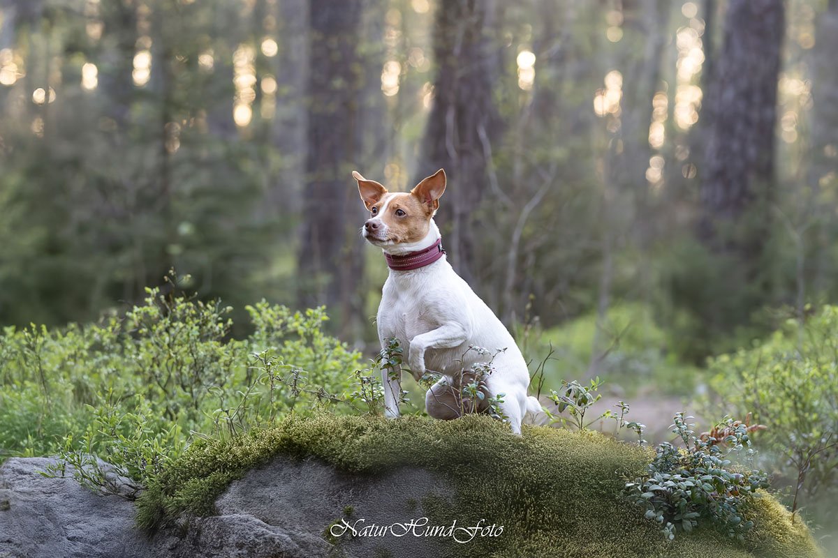 hundfotograf Stockholm Uppsala Strängnäs Nyköping hundfotografering hundporträtt djurporträtt