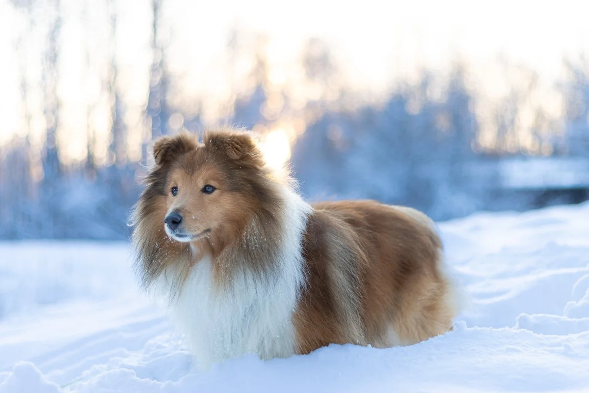 hundfotografering Stockholm Uppsala vinter snö hundporträtt hundfotografering