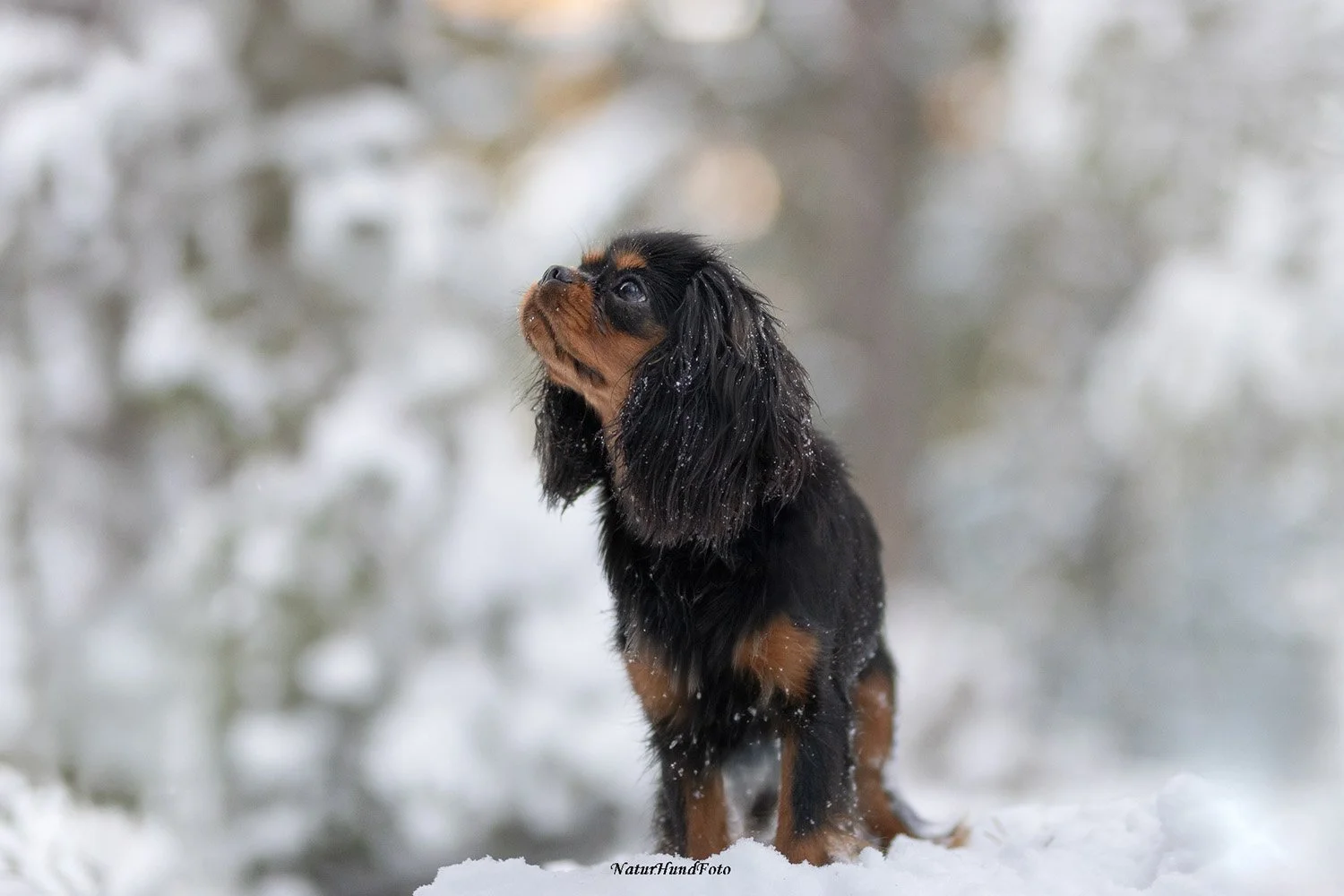 djurfotograf djurfotografering djurporträtt Stockholm husdjursfotografering husdjursfotograf