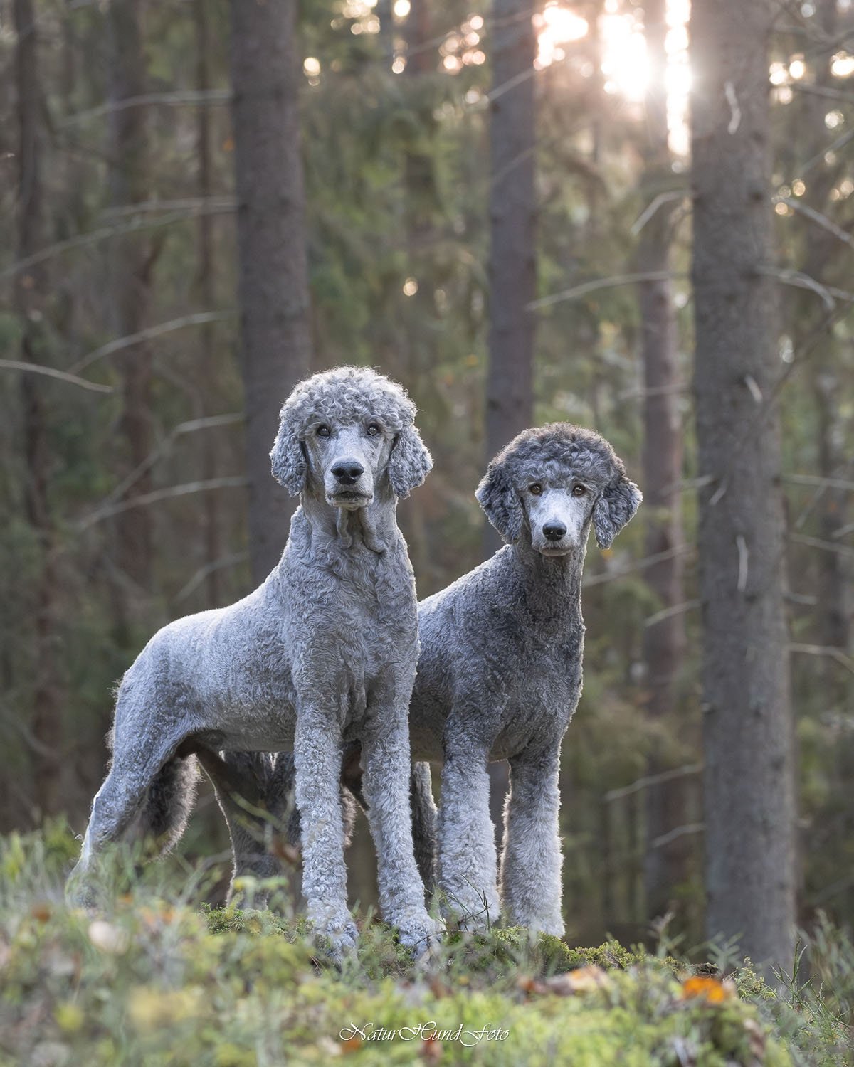 presentkort julklapp hund husdjur hundägare hundälskare Stockholm Uppsala present