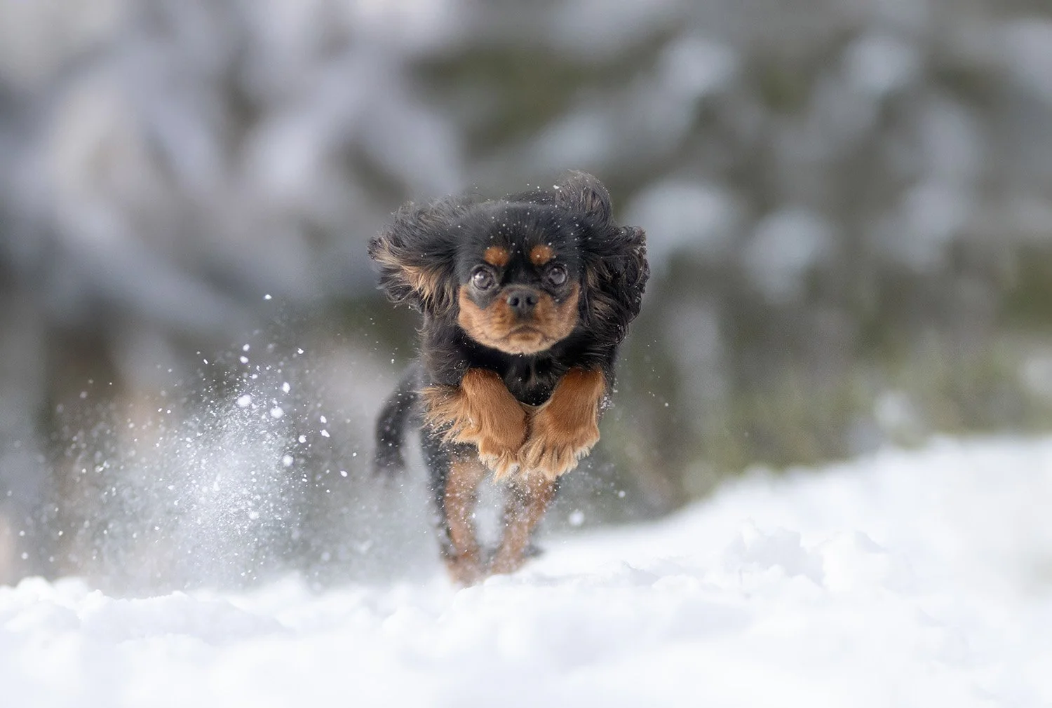 Hundvalp valpfotografering hundvalpfotografering fotografera din valp