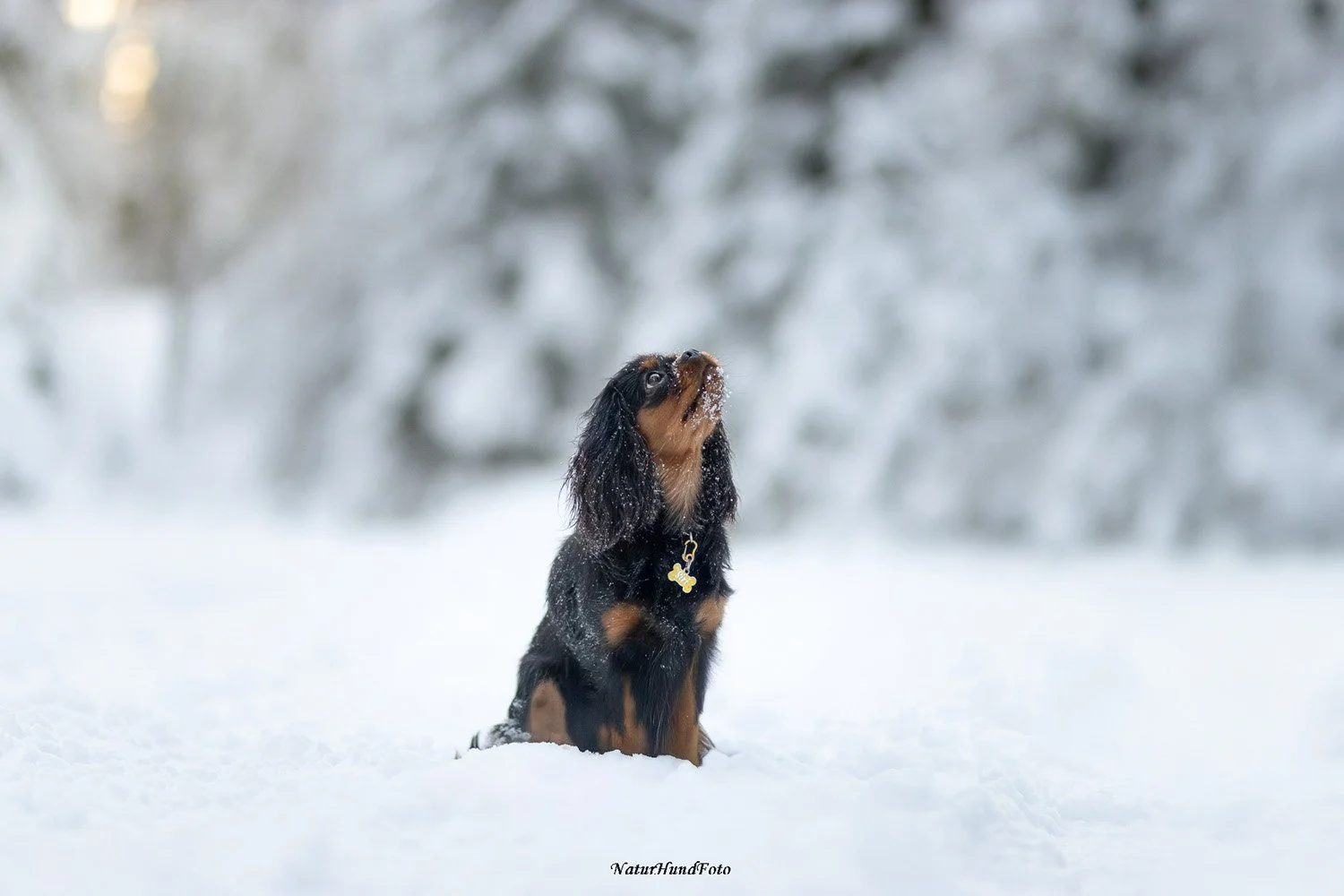 Hundvalp valpfotografering hundvalpfotografering fotografera din valp