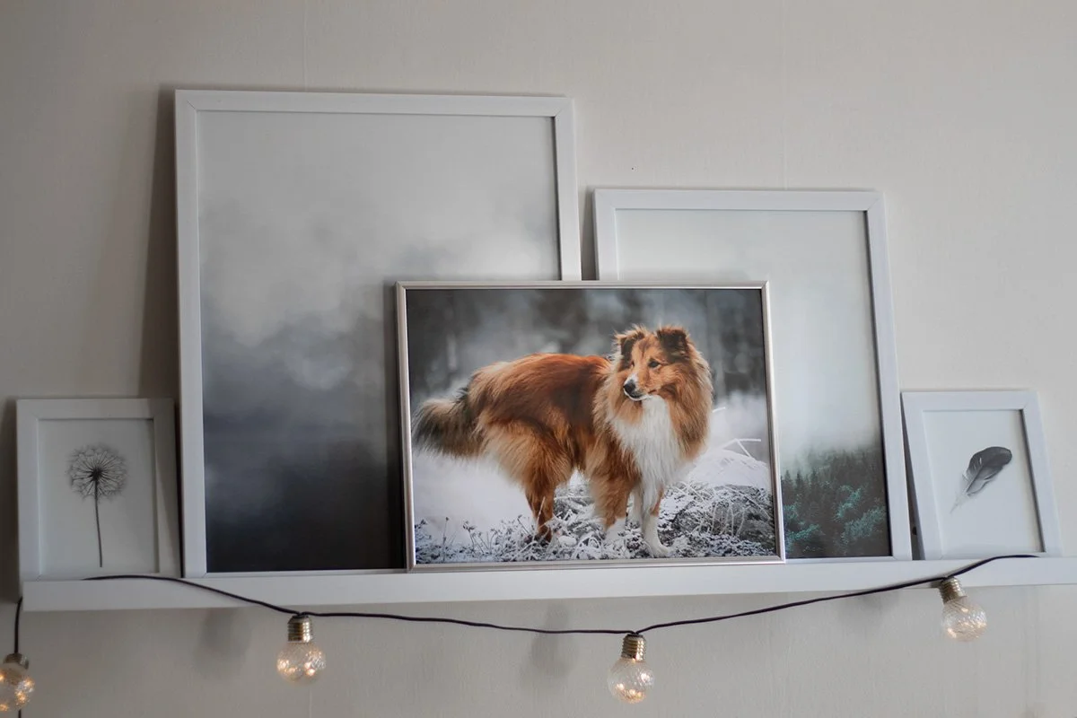 pris hundfotografering vad kostar en djurfotografering?