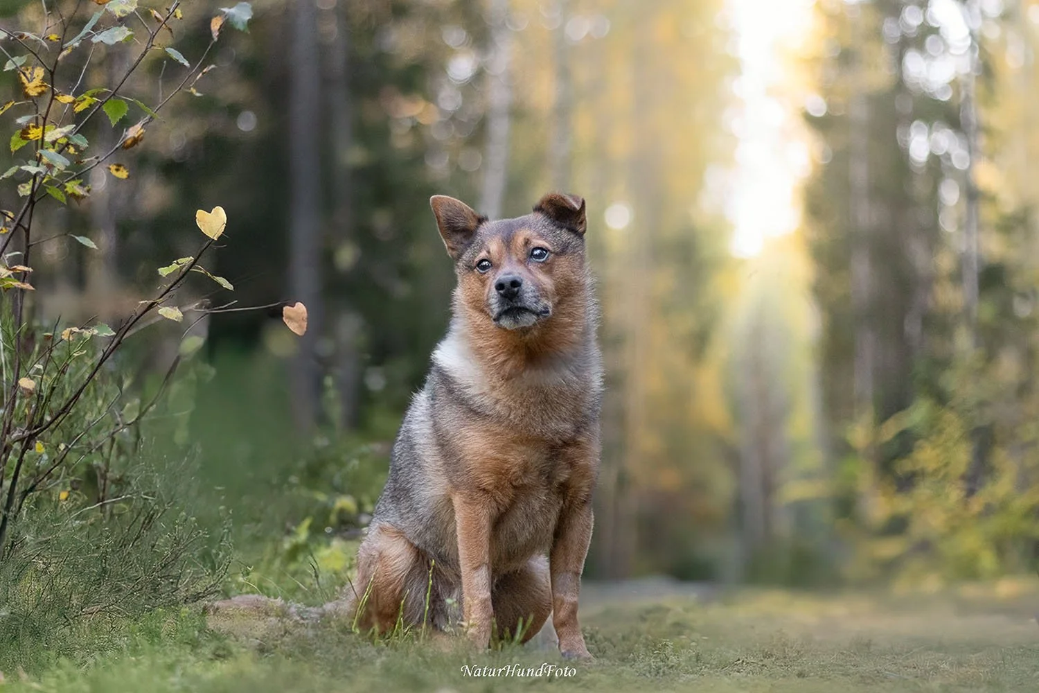 Stockholm boka hundfotografering certifierad fotograf