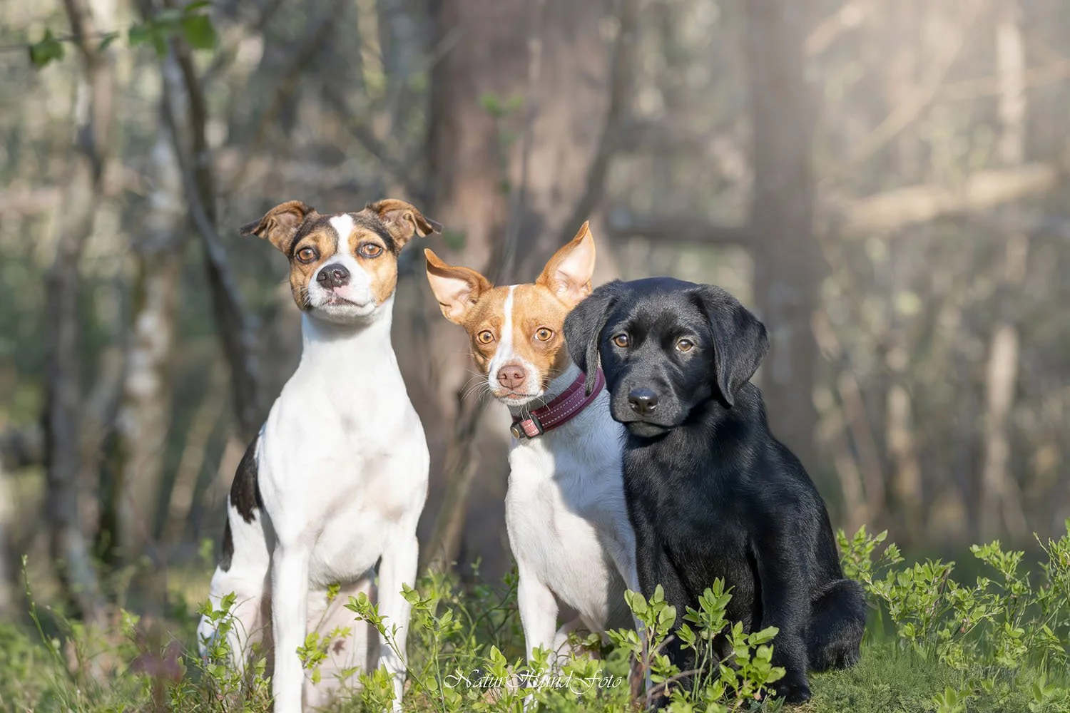 Hundfotograf hundfotografering hundporträtt Stockholm
