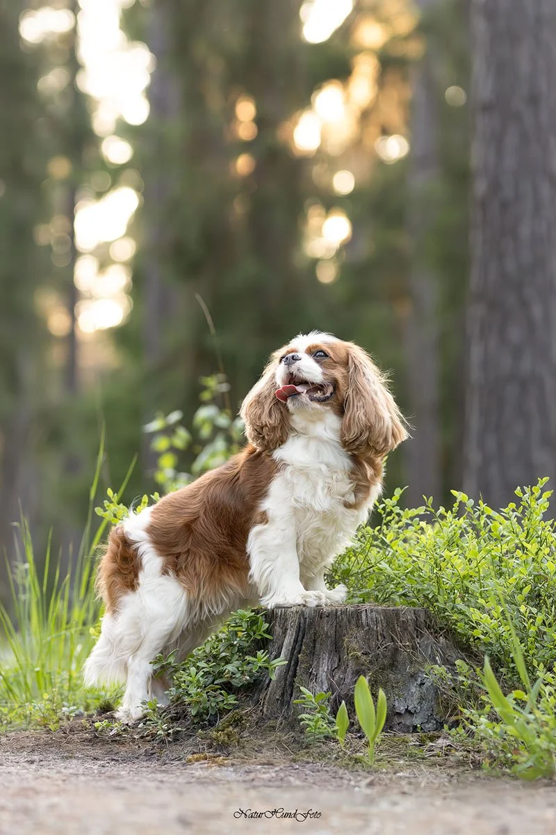 Stockholm boka hundfotografering certifierad fotograf