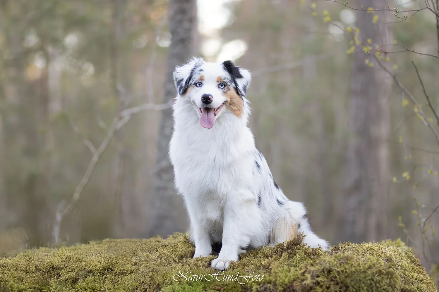 djurfotograf djurfotografering djurporträtt Stockholm husdjursfotografering husdjursfotograf