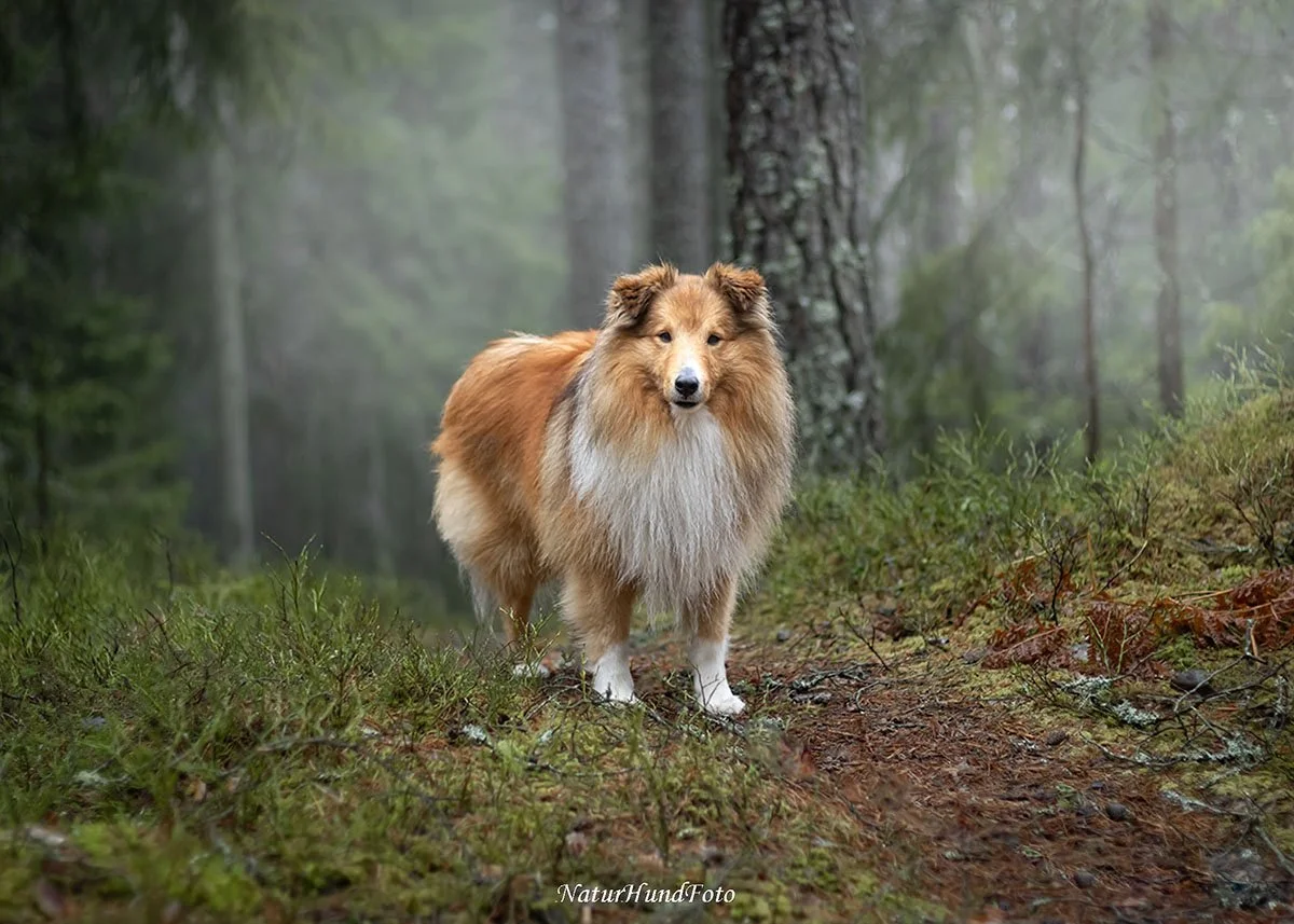 Stockholm boka hundfotografering certifierad fotograf