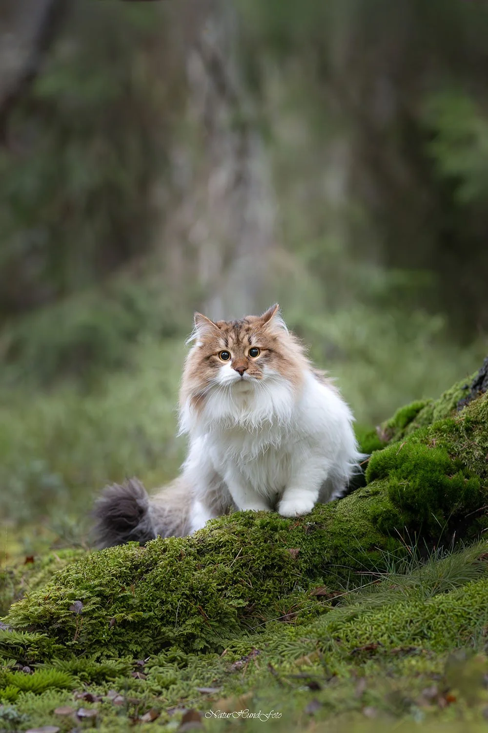 Stockholm boka hundfotografering certifierad fotograf