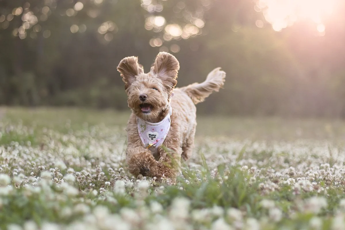 Stockholm boka hundfotografering certifierad fotograf