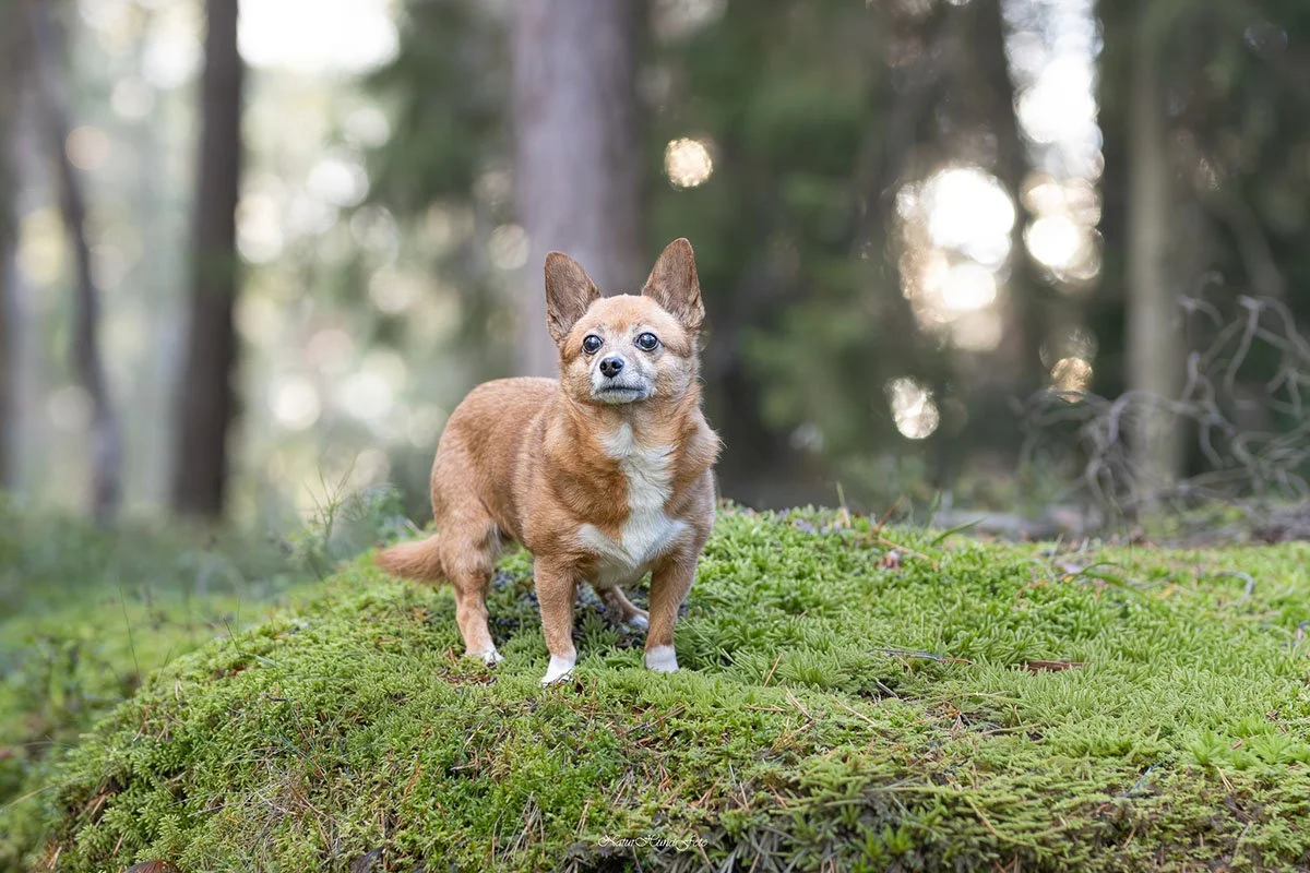 Hundfotograf hundfotografering hundporträtt Stockholm Uppsala
