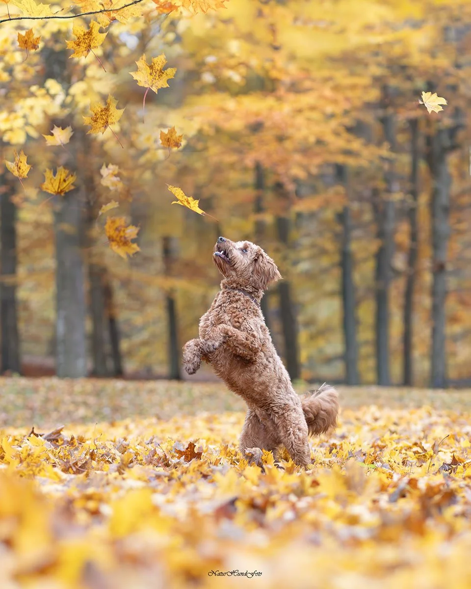 djurfotograf Stockholm Uppsala djurfotografering