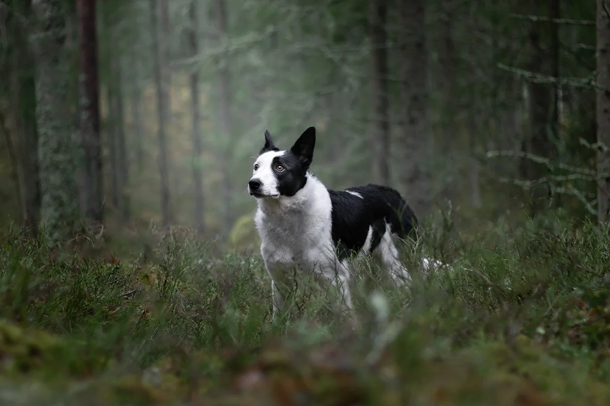 pris hundfotografering vad kostar en djurfotografering?