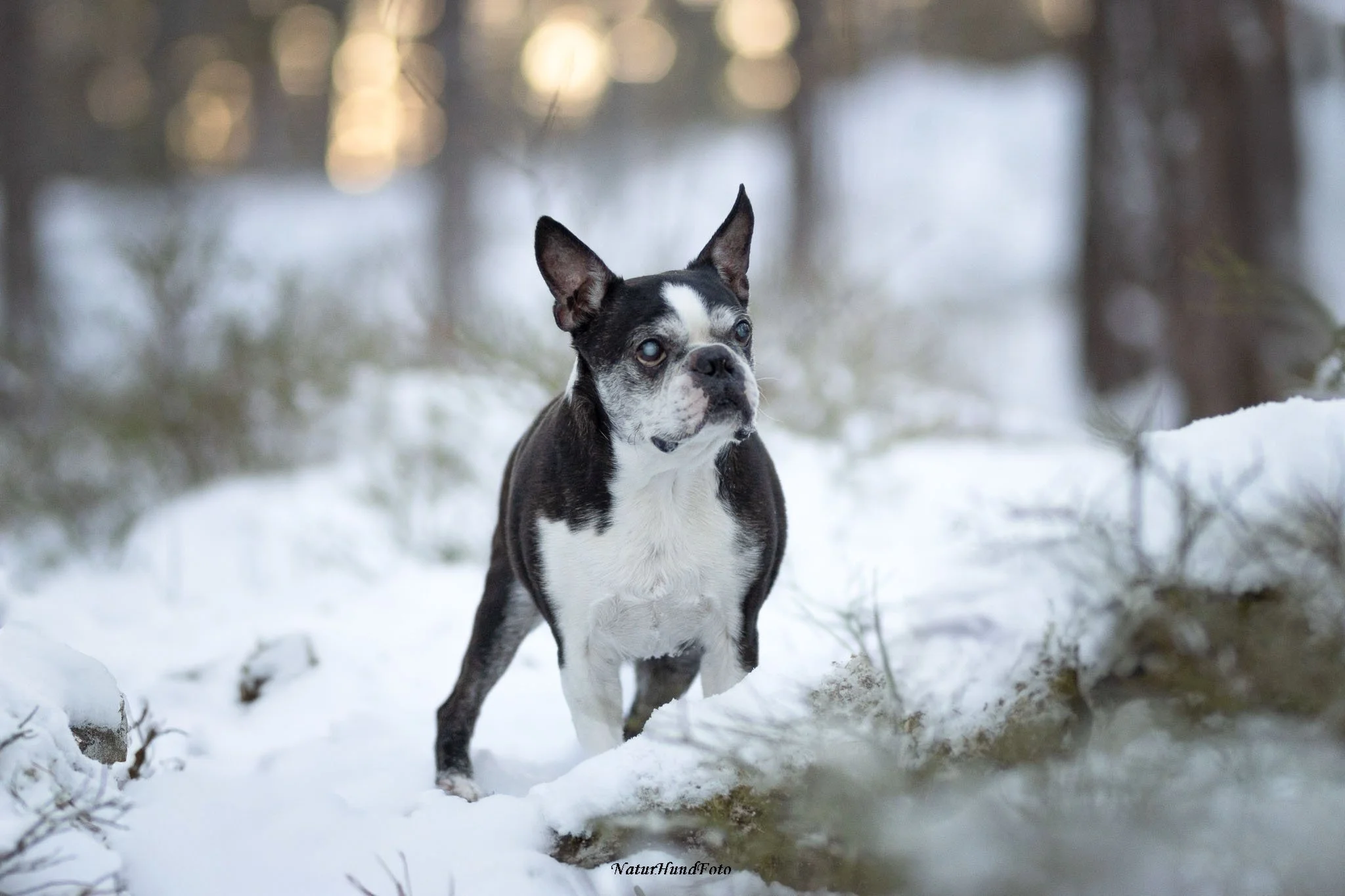 djurfotograf djurfotografering djurporträtt Stockholm husdjursfotografering husdjursfotograf