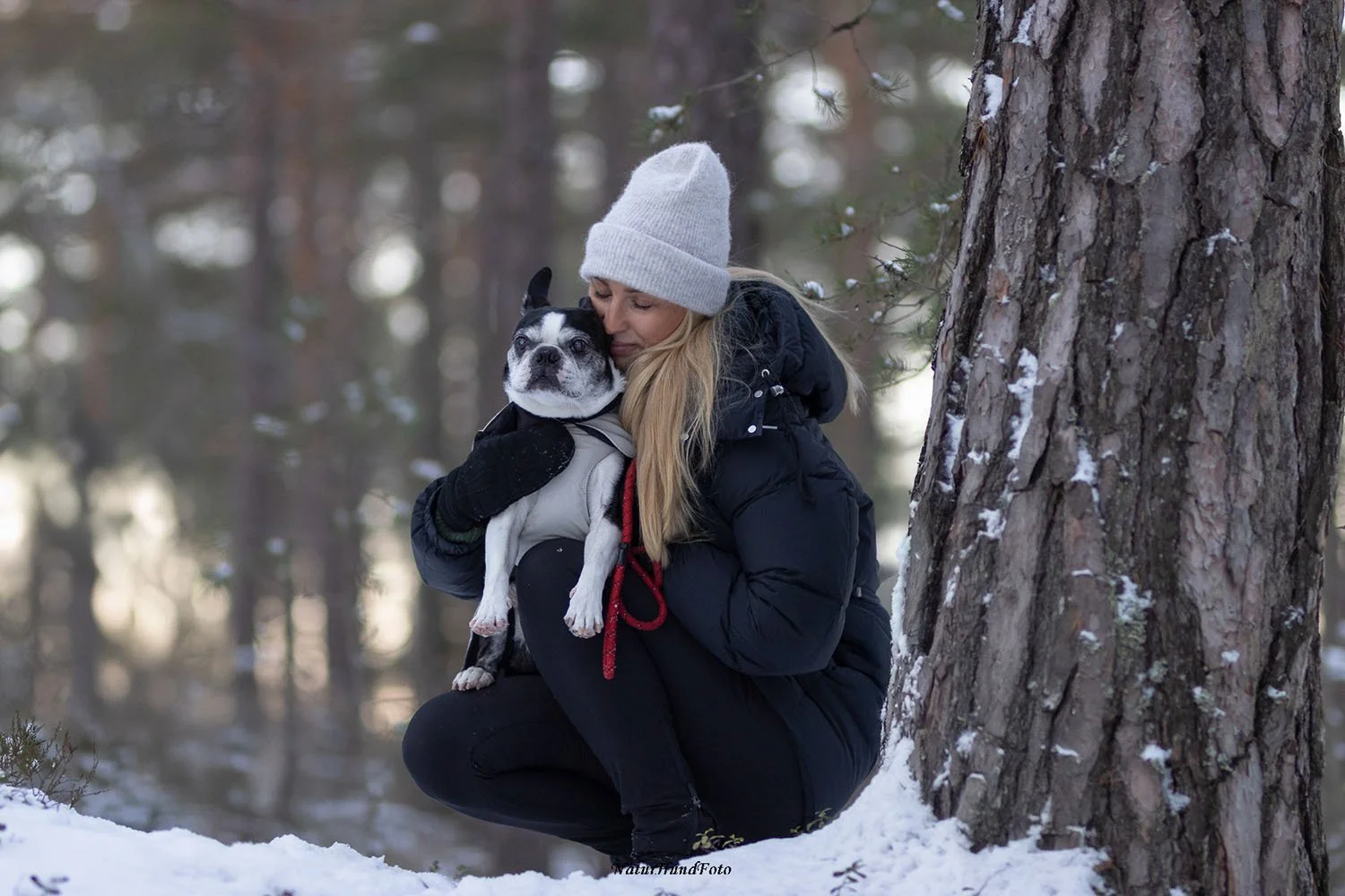 hundfotograf Stockholm Uppsala hundfotografering hundporträtt djurporträtt hundfotografstockholm