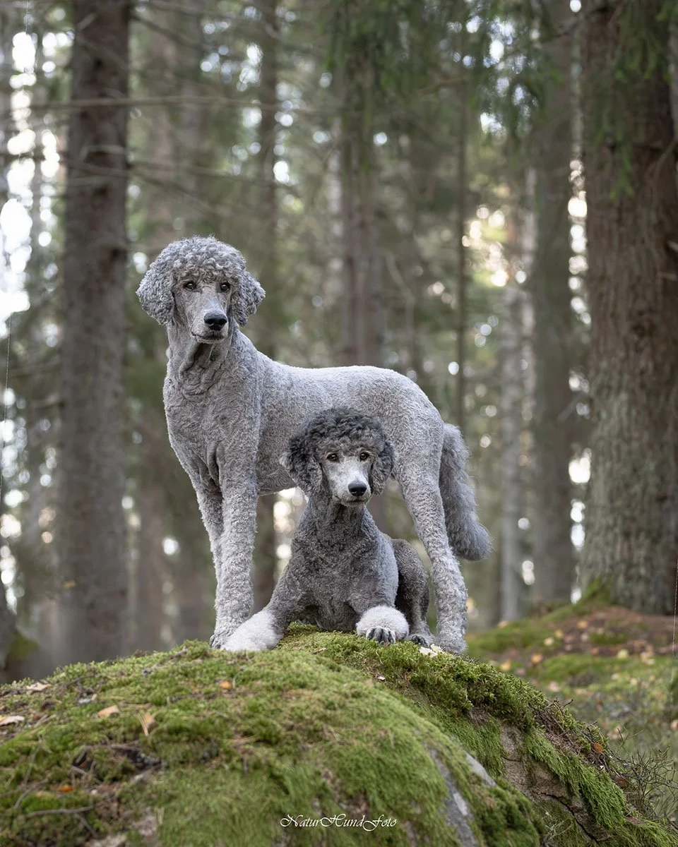 hundfotograf stockholm hundporträtt
