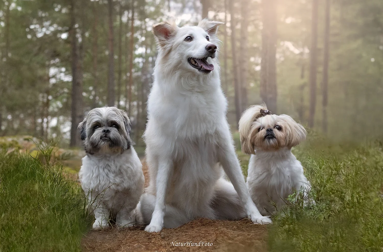 Hundmodelandet hunspasalong hundtrimning Enskede Stockholm