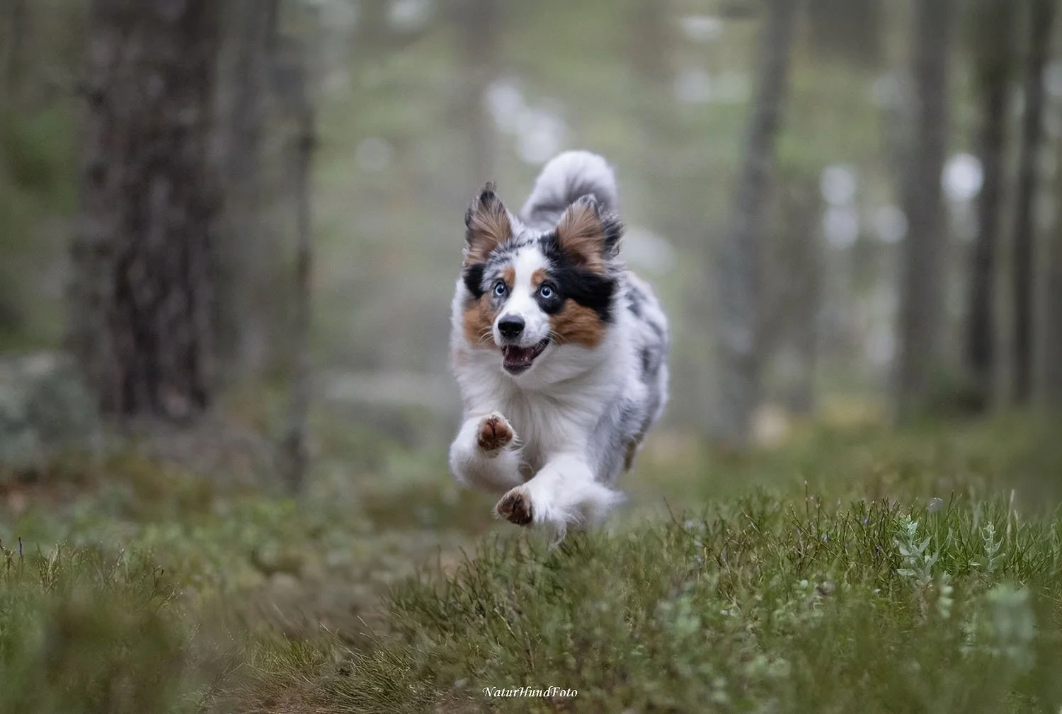 pris hundfotografering vad kostar en djurfotografering?