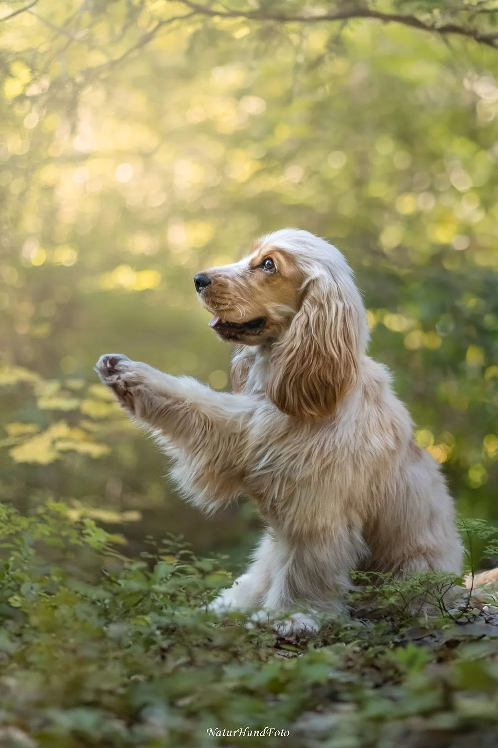 hundfotograf Stockholm hundporträtt hundfotografering