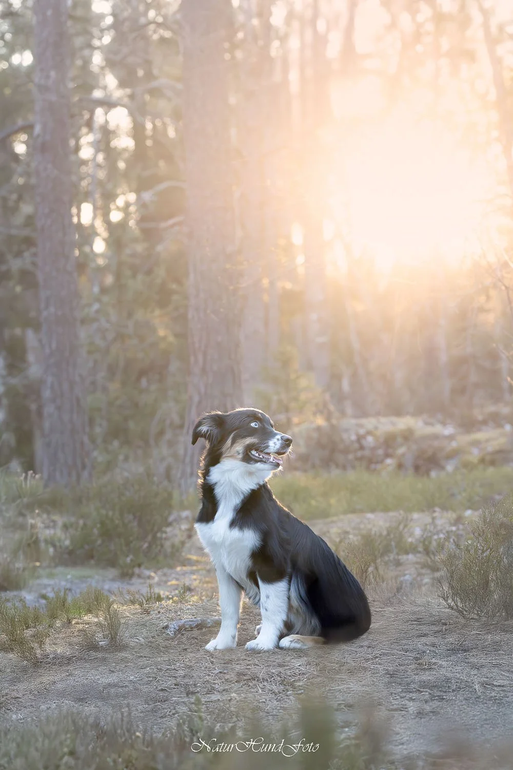 hundbilder uppfödning valp hunduppfödare kattuppfödare fotograf