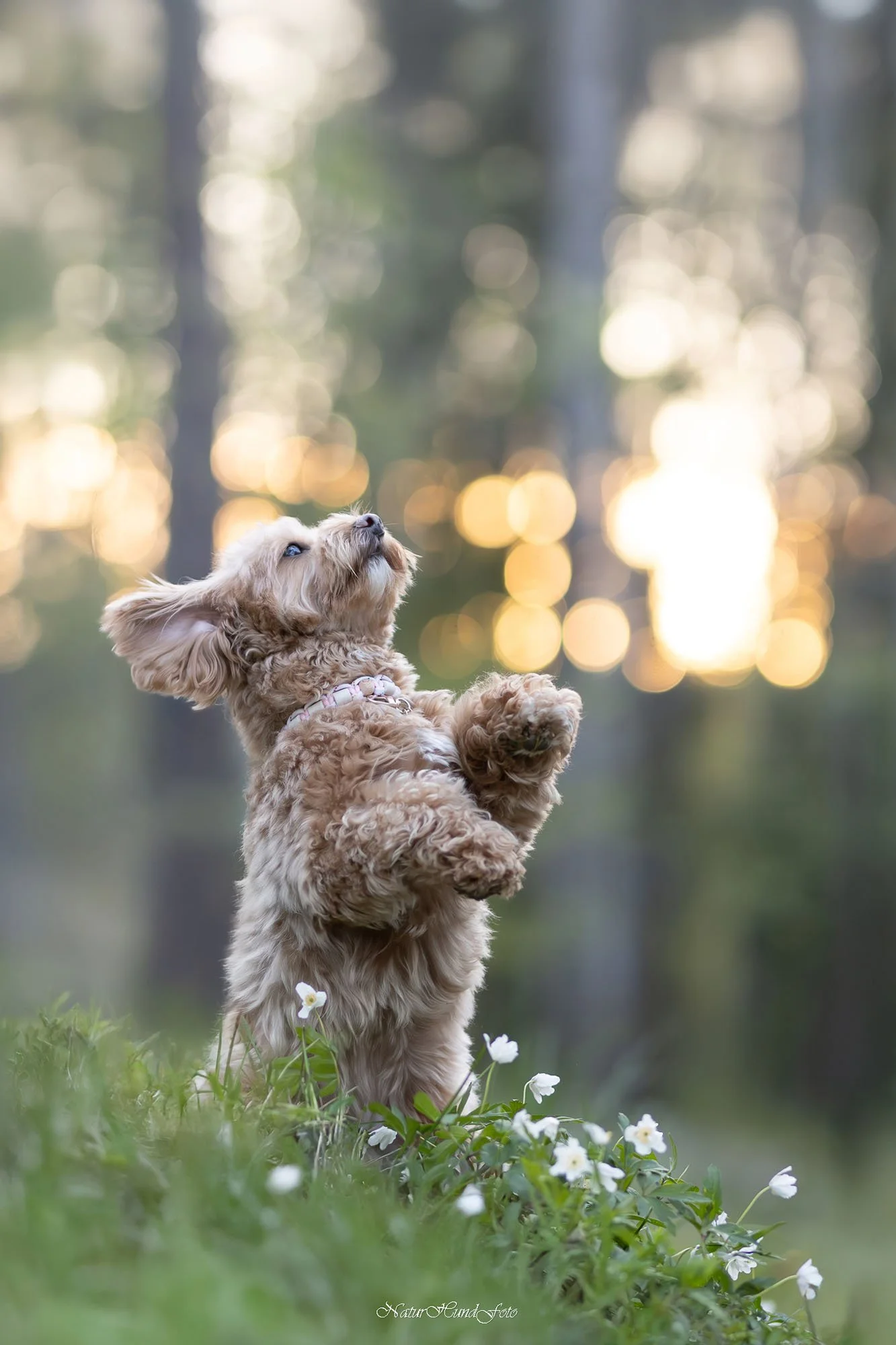 hundfotograf stockholm hundporträtt