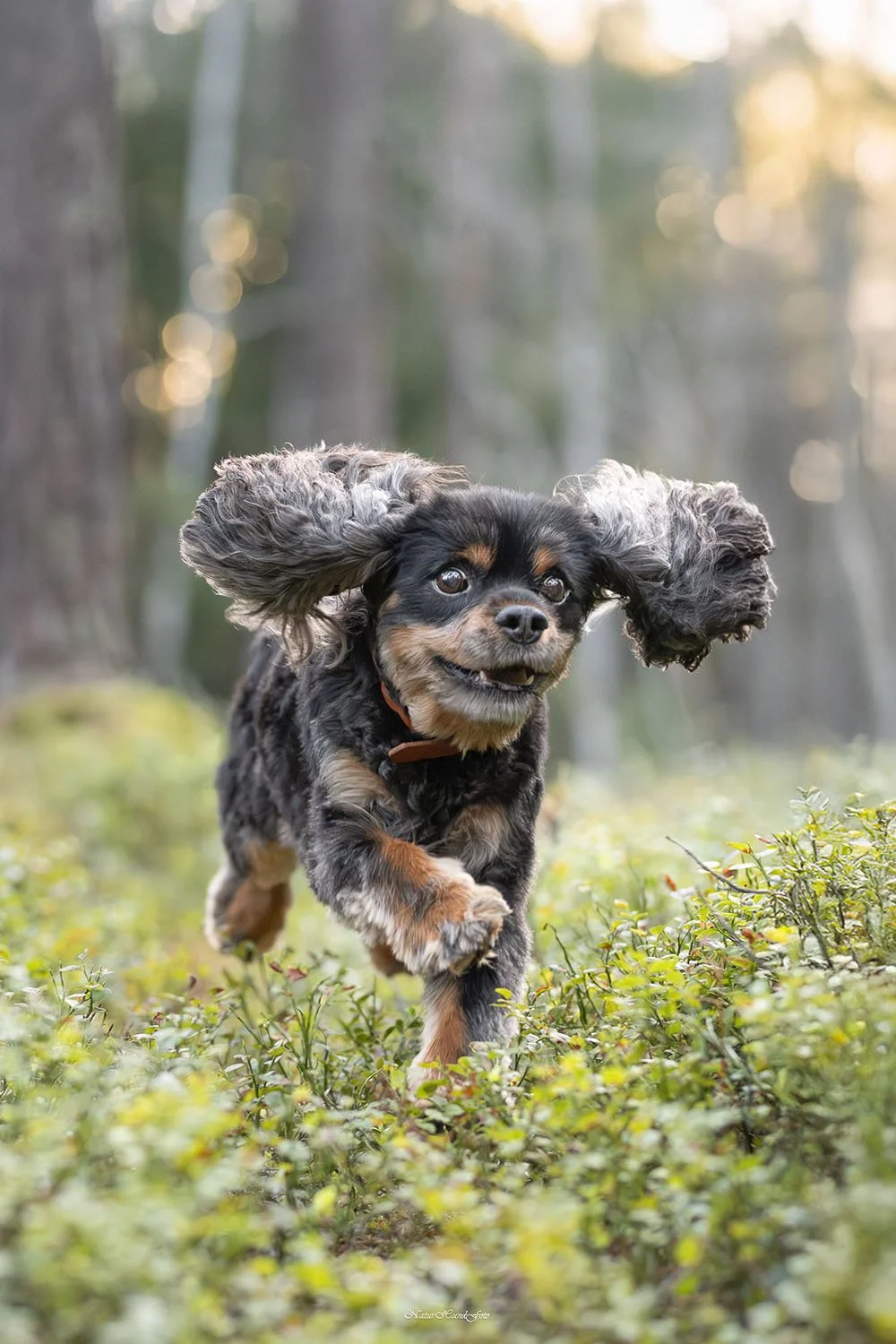 hundfotograf Stockholm hundporträtt