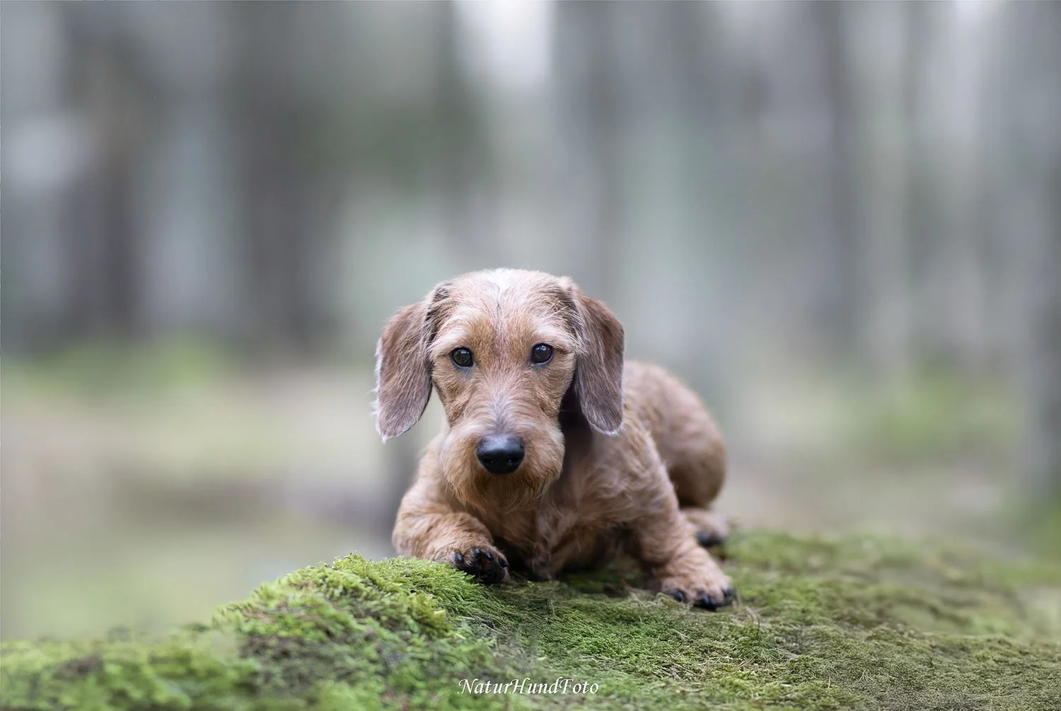hundfotograf hundporträtt hundfotografering Stockholm Uppsala