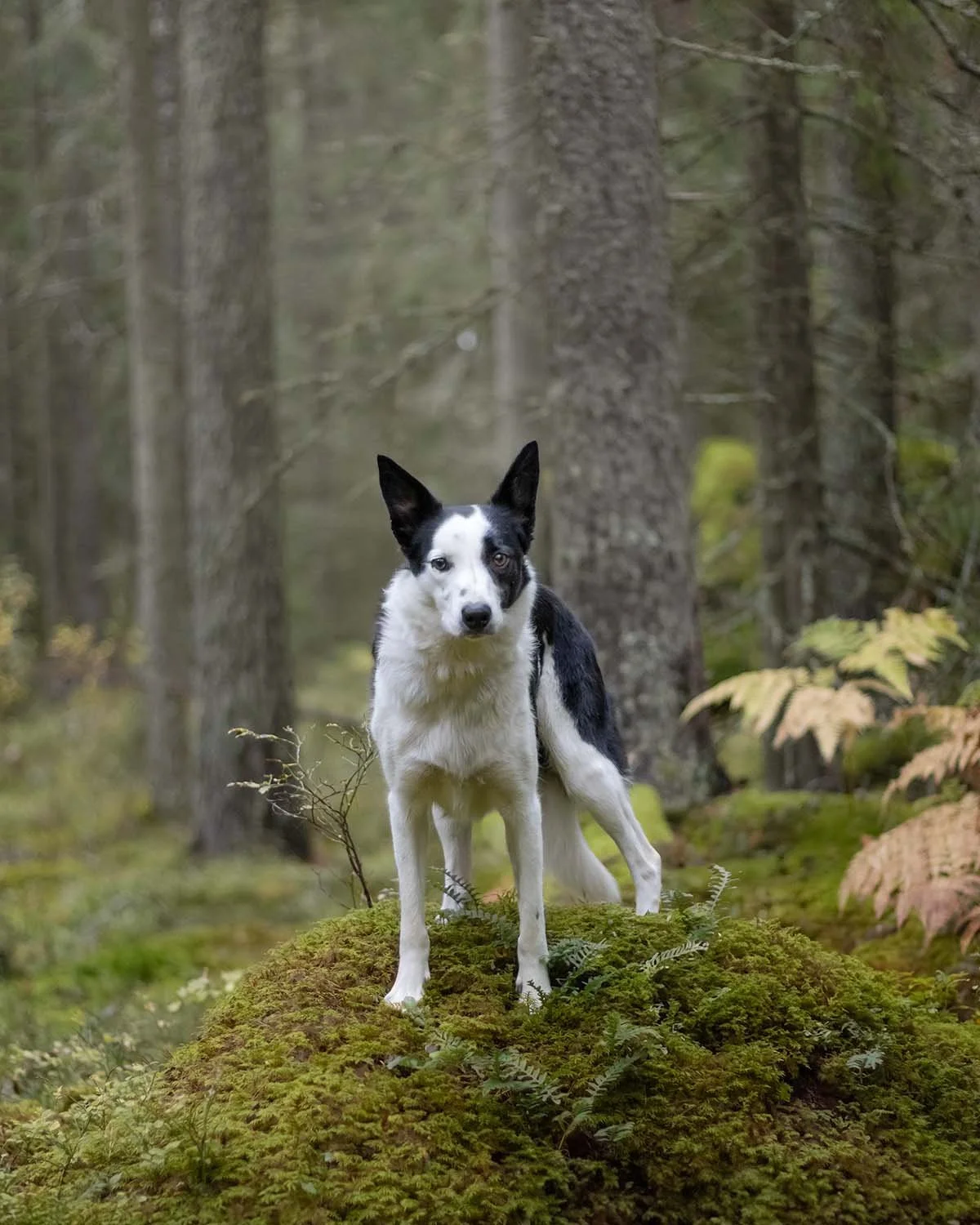 presentkort julklapp hundälskare hundägare hund husdjur Stockholm Uppsala present