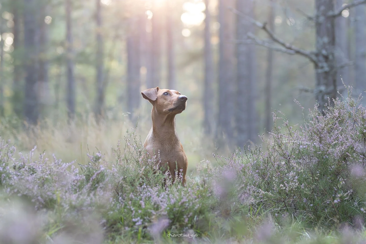 hundfotograf Stockholm hundfotografering hundporträtt