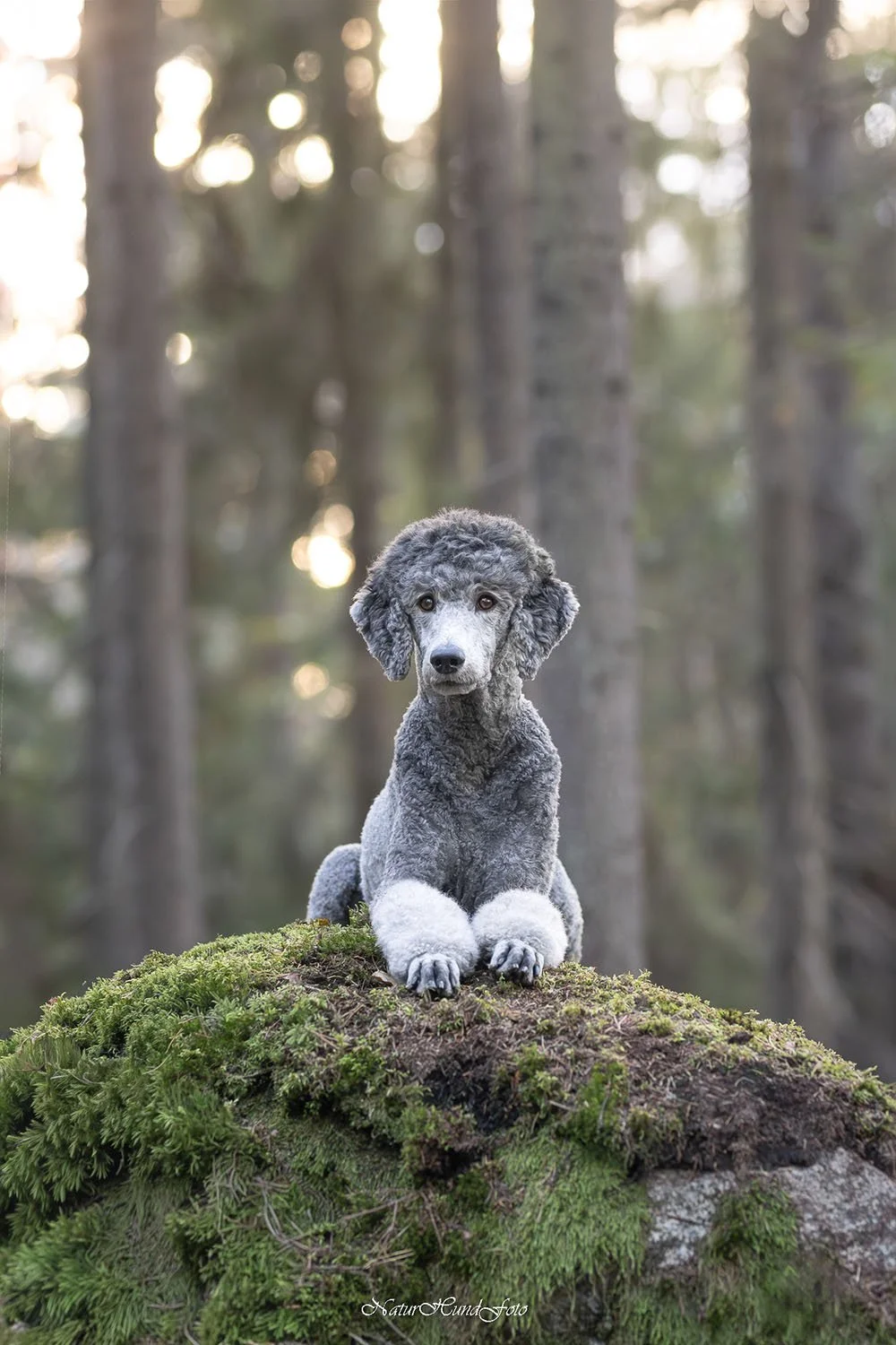 hundfotograf Stockholm hundporträtt