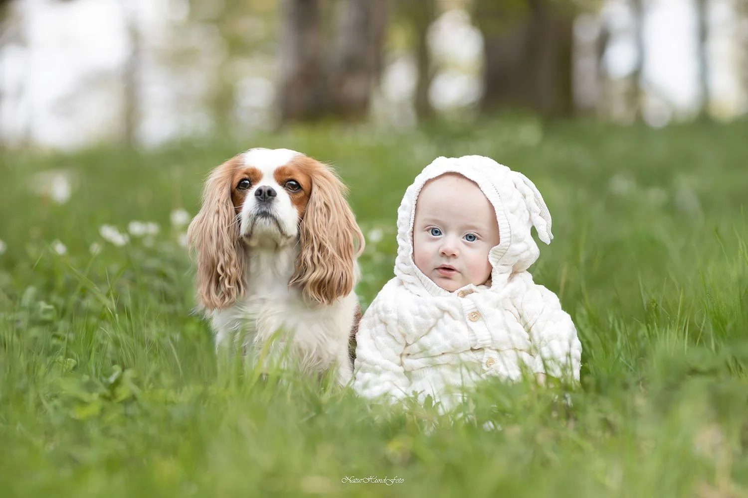Stockholm boka hundfotografering certifierad fotograf