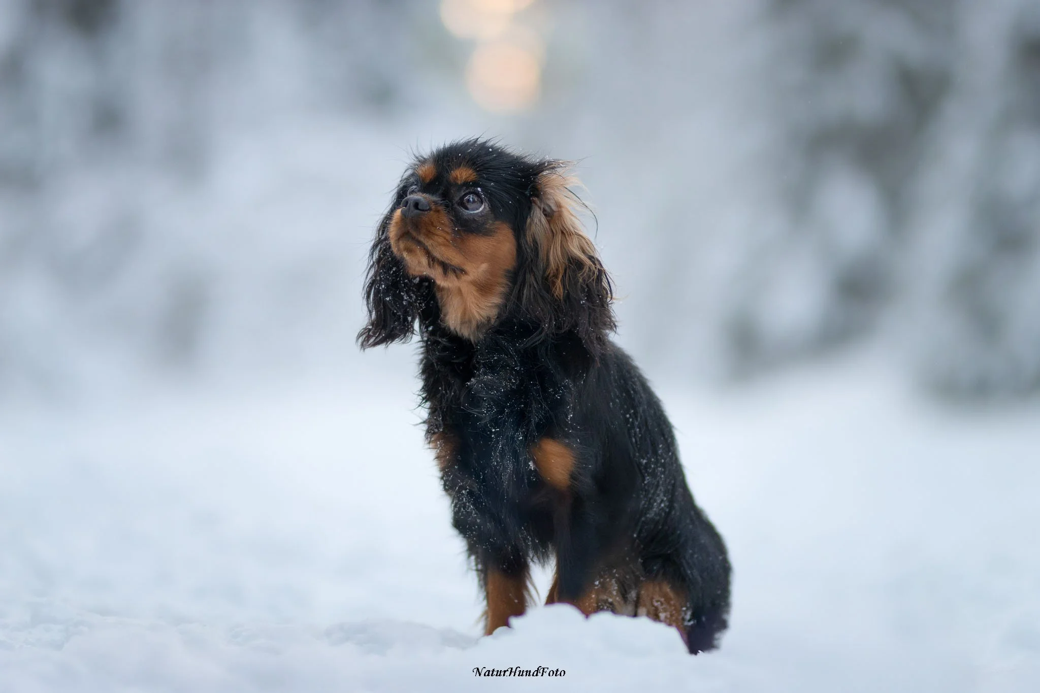 hundfotografering Stockholm Uppsala vinter snö hundfotografering