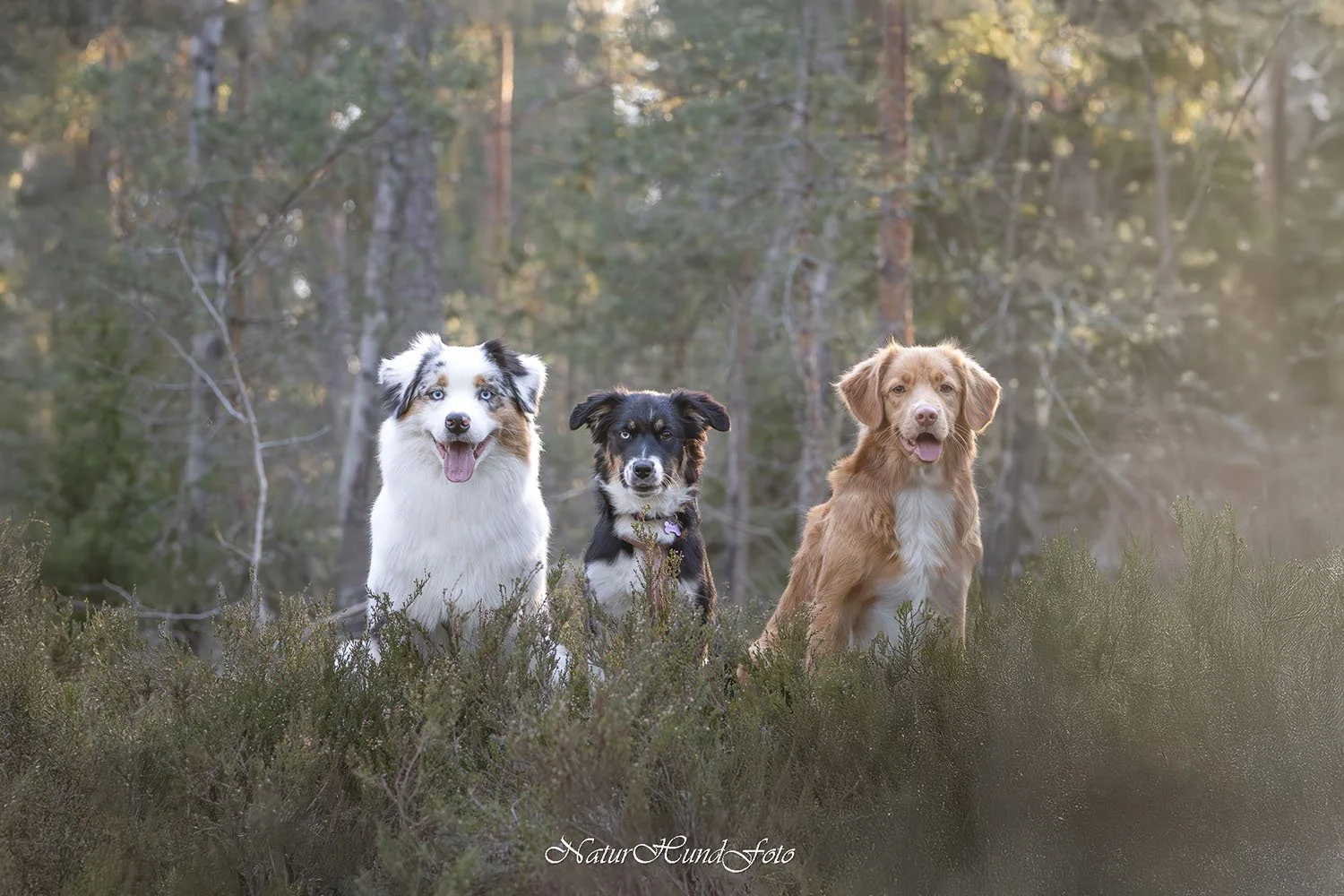 djurfotograf djurfotografering djurporträtt Stockholm husdjursfotografering husdjursfotograf