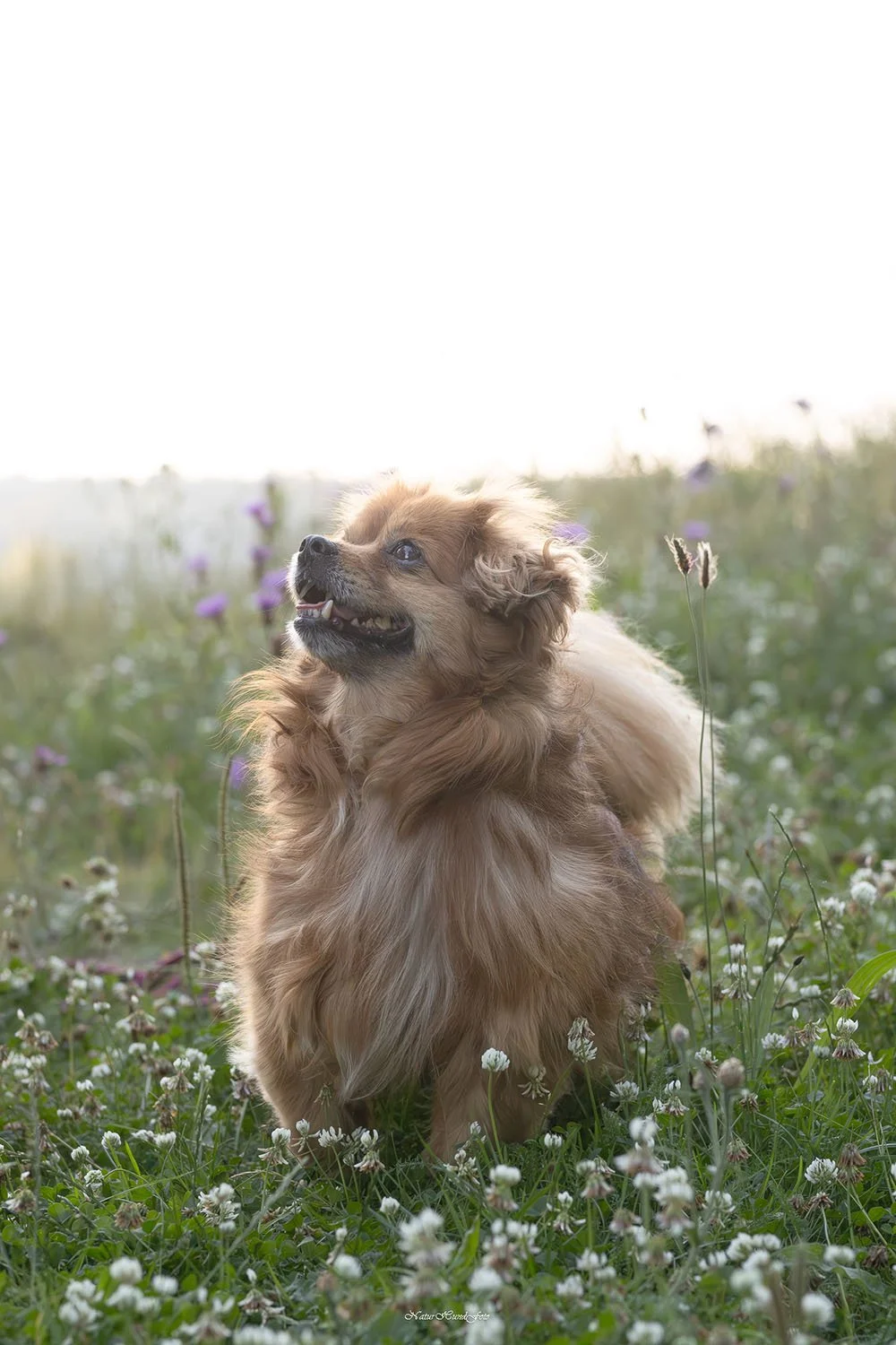 Hundvalp valpfotografering hundvalpfotografering fotografera din valp