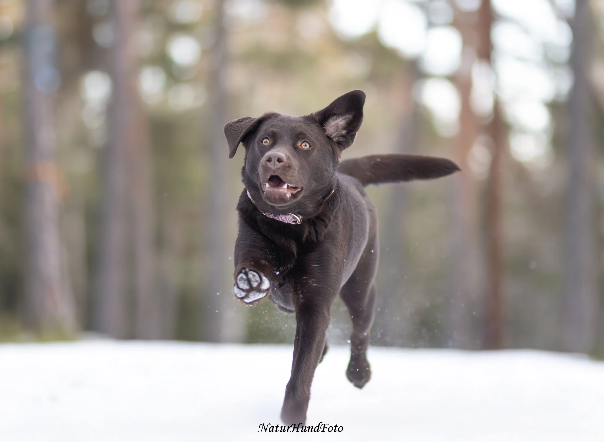 hundfotograf Stockholm Uppsala hundfotografering hundporträtt djurporträtt hundfotografstockholm