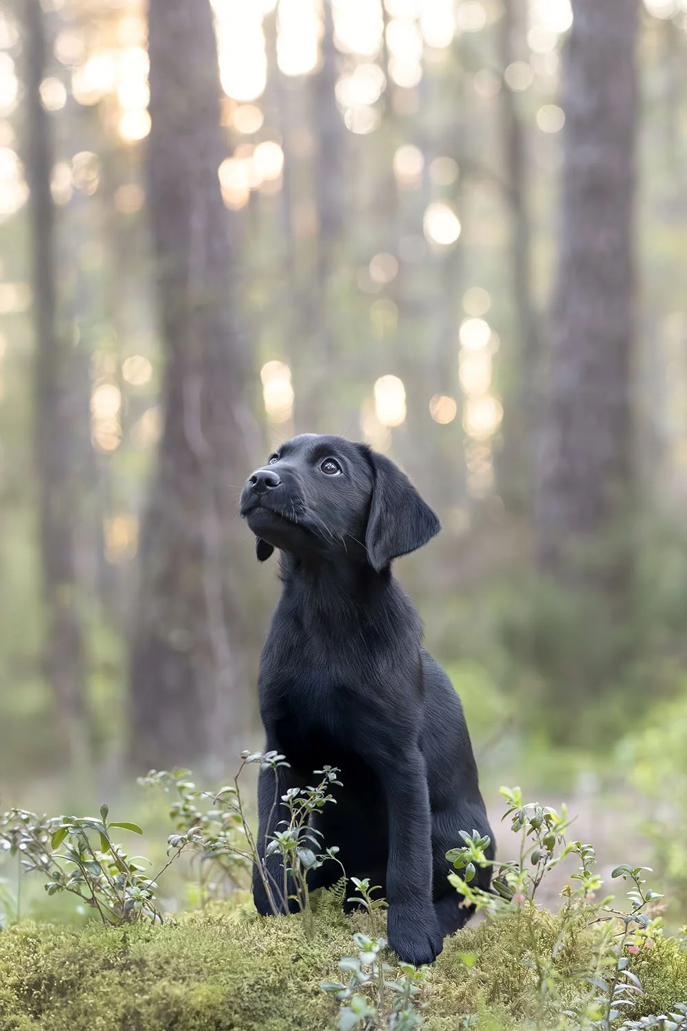 hundbilder uppfödning valp hunduppfödare kattuppfödare fotograf