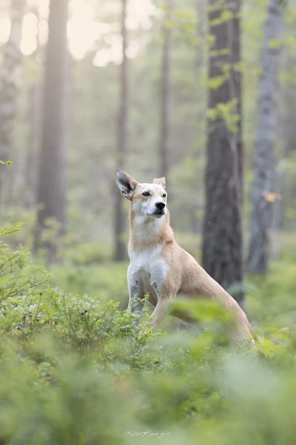 Hundfotograf hundfotografering hundporträtt Stockholm Uppsala