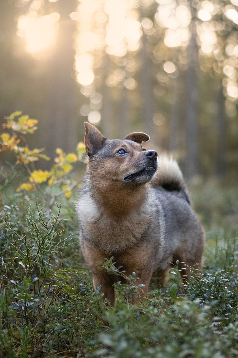 hundfotograf Stockholm hundporträtt hundfotografering