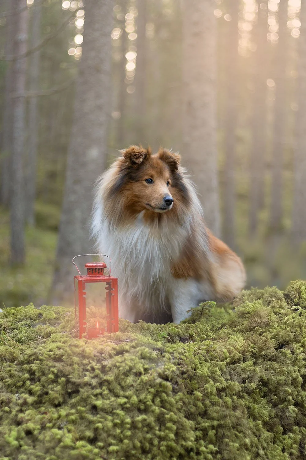 ge bort ett presentkort hund hundägare julklapp upplevelse