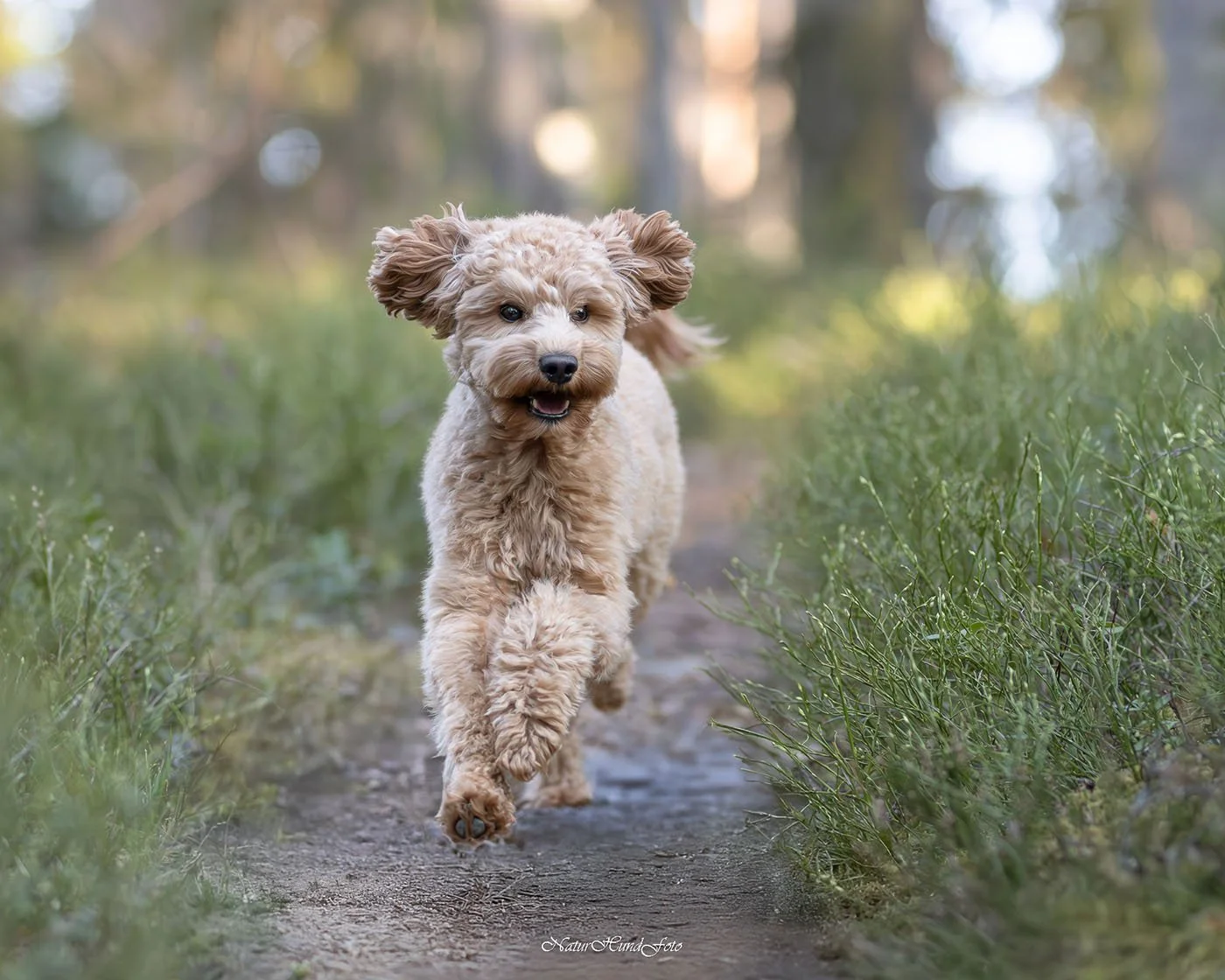 Hundfotograf hundfotografering hundporträtt Stockholm Uppsala