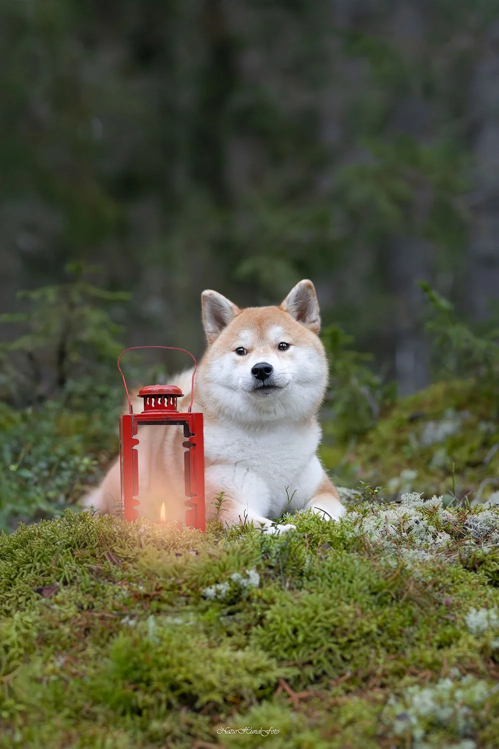 pris hundfotografering vad kostar en djurfotografering?