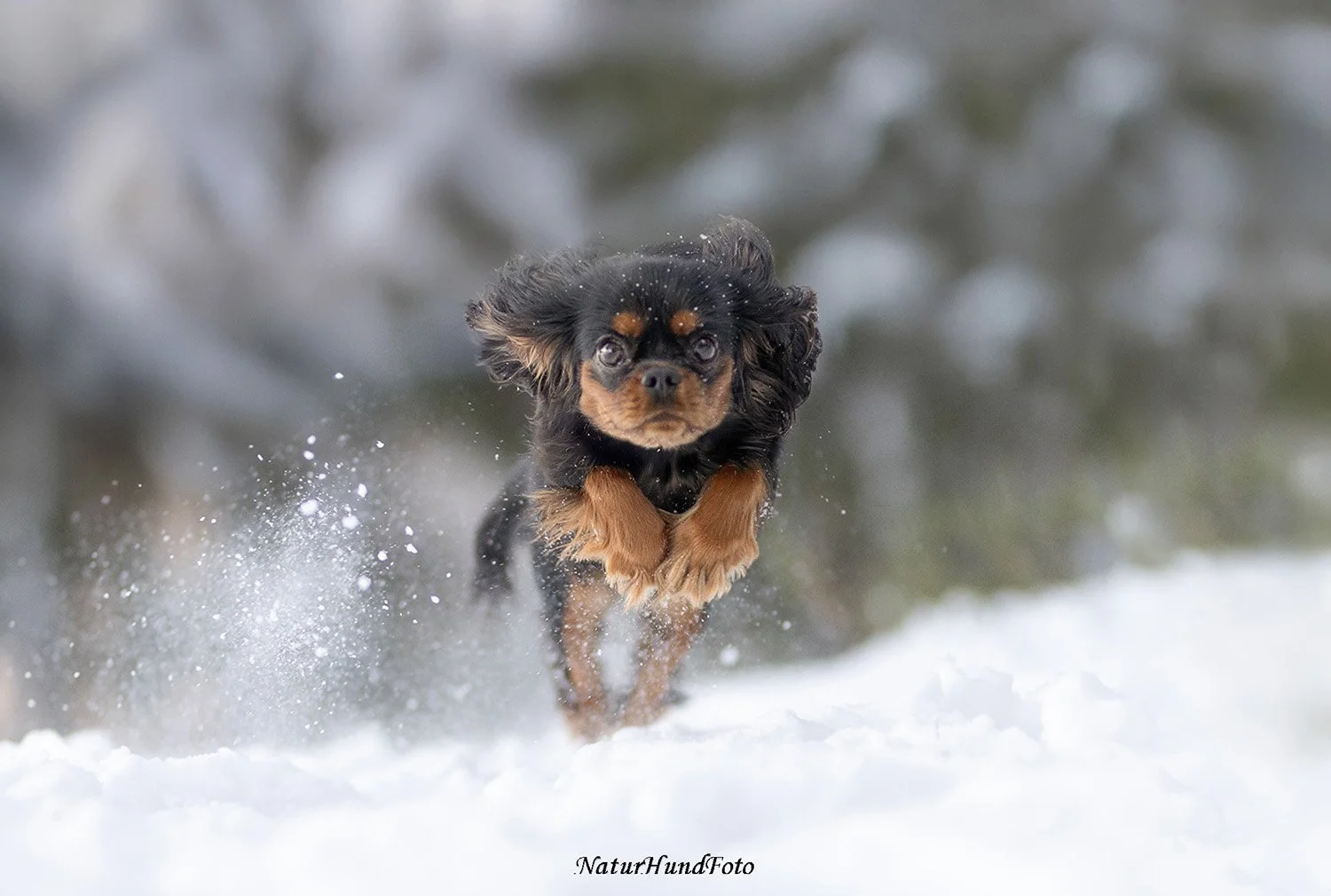 Hundfotograf hundfotografering hundporträtt Stockholm Uppsala