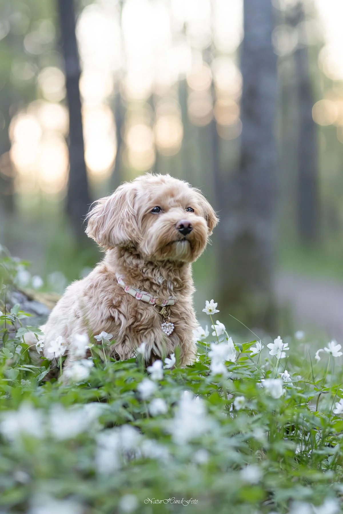 hundfotograf stockholm hundporträtt