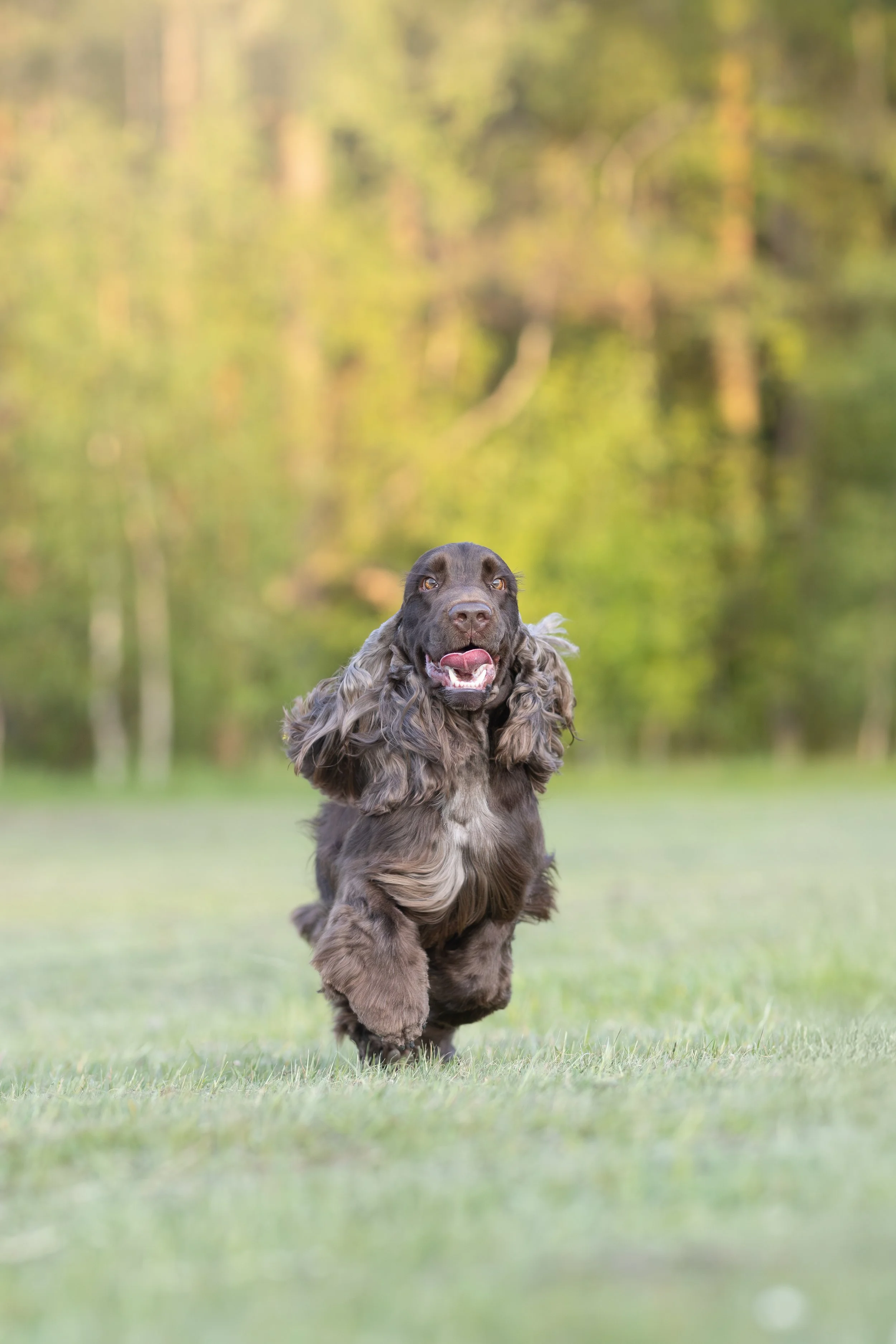 Stockholm boka hundfotografering certifierad fotograf