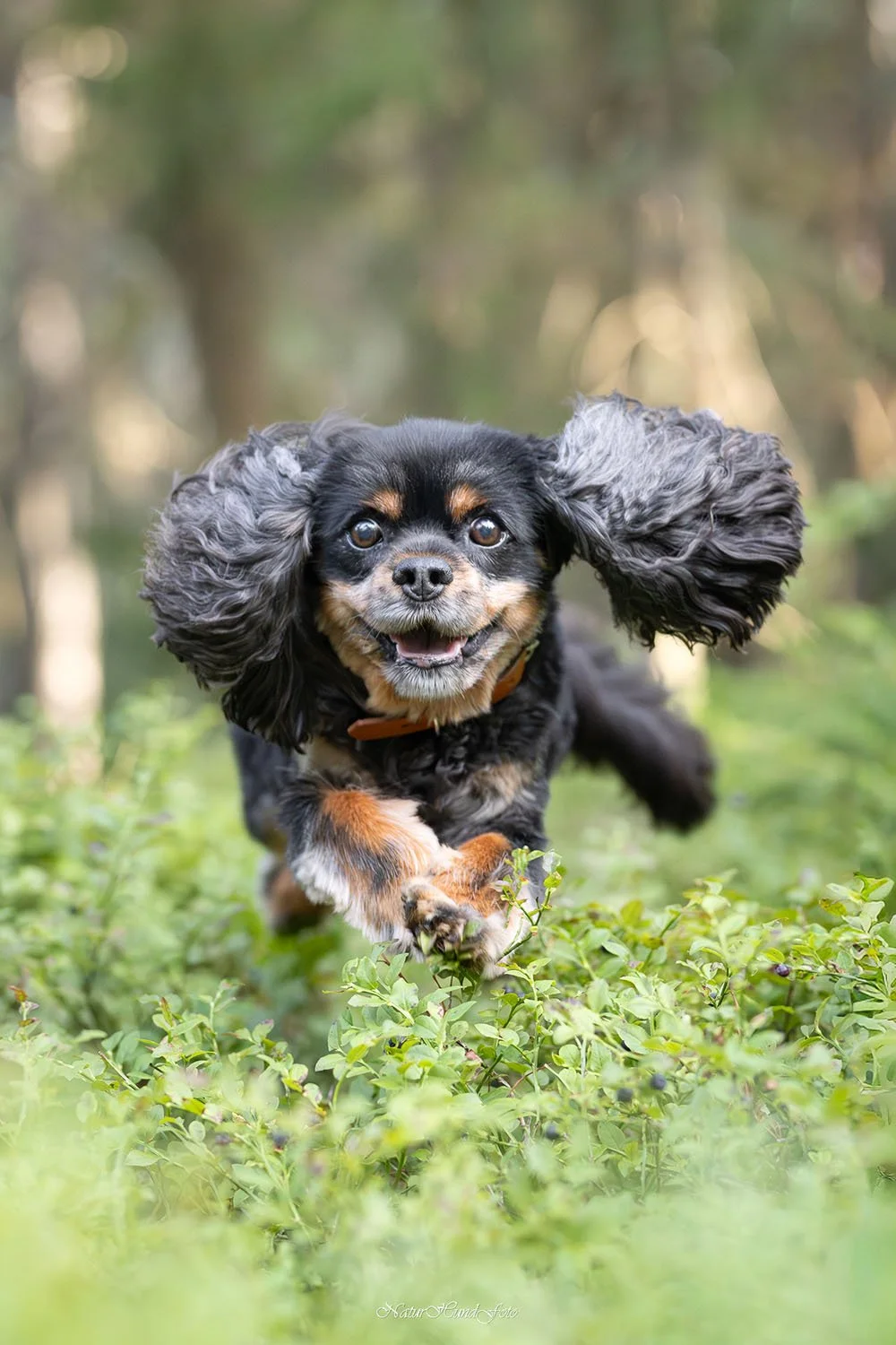 hundfotograf djurfotograf porträttfotograf Sundbyberg husdjursfotograf