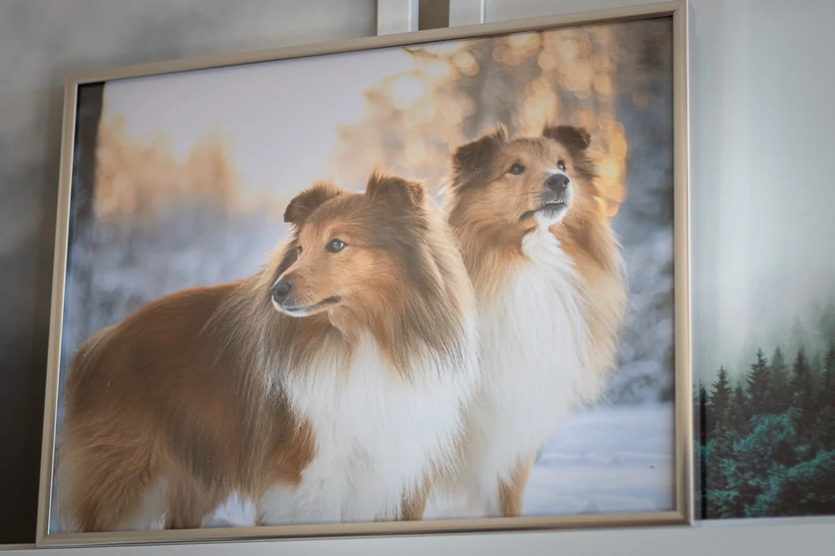 pris hundfotografering vad kostar en djurfotografering?