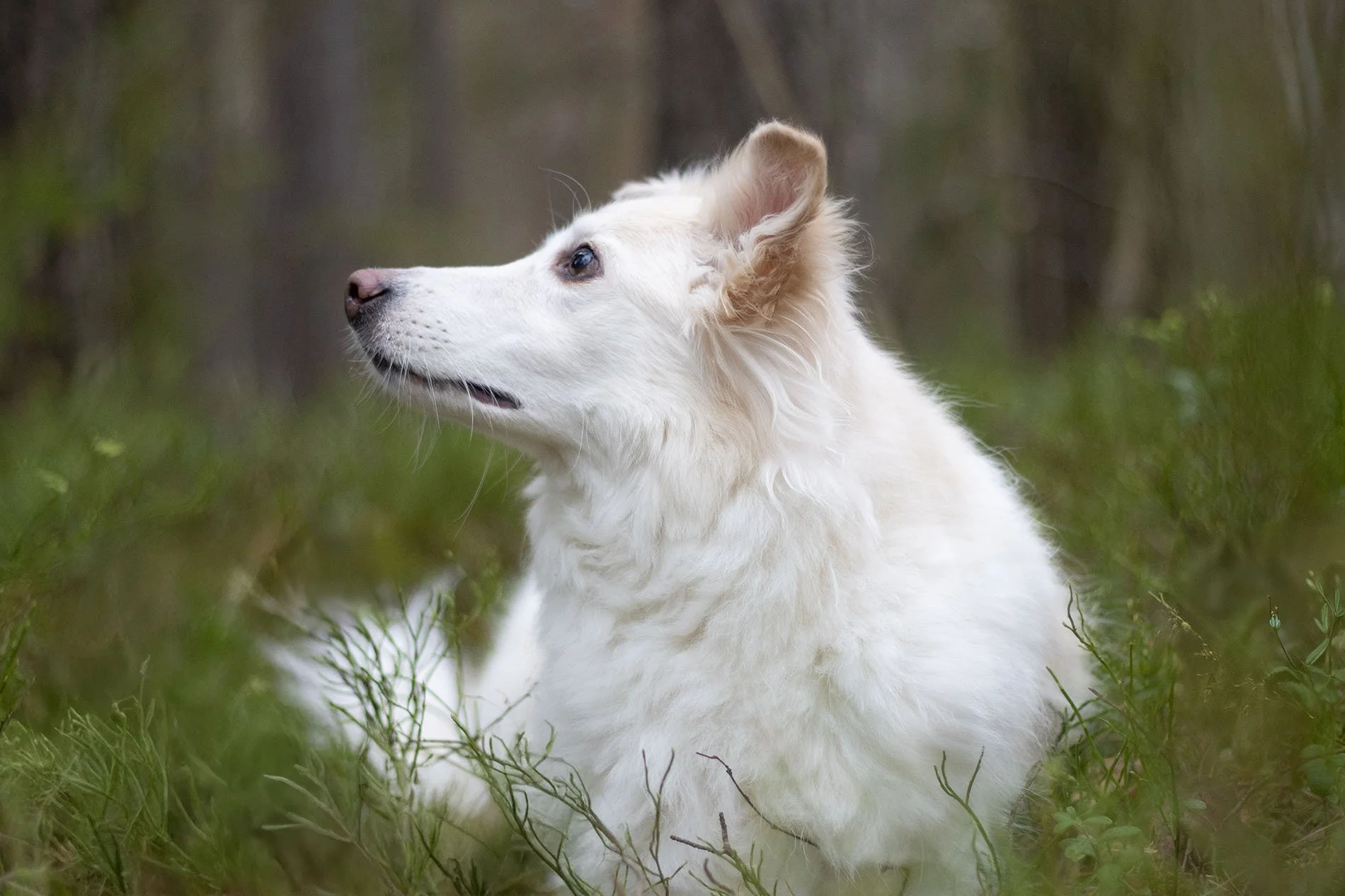 Hundmodelandet hunspasalong hundtrimning Enskede Stockholm