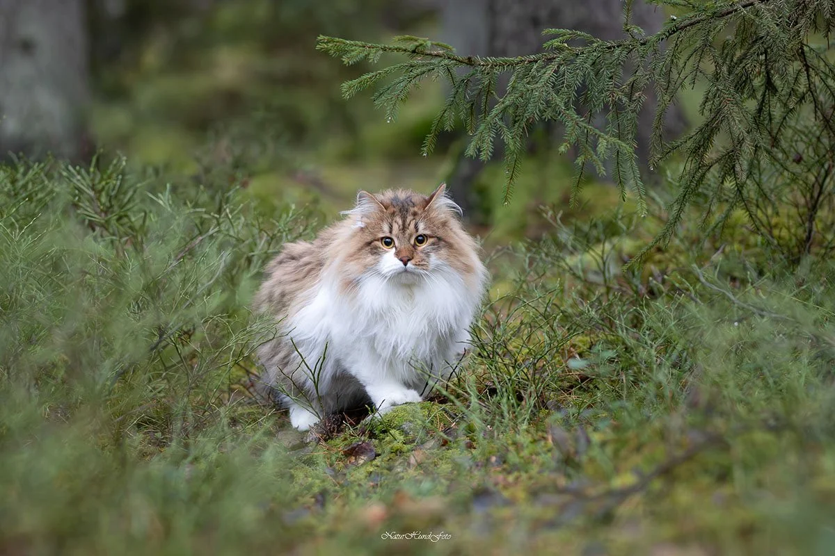 hundfotograf Stockholm Uppsala hundfotografering hundporträtt djurporträtt hundfotografstockholm